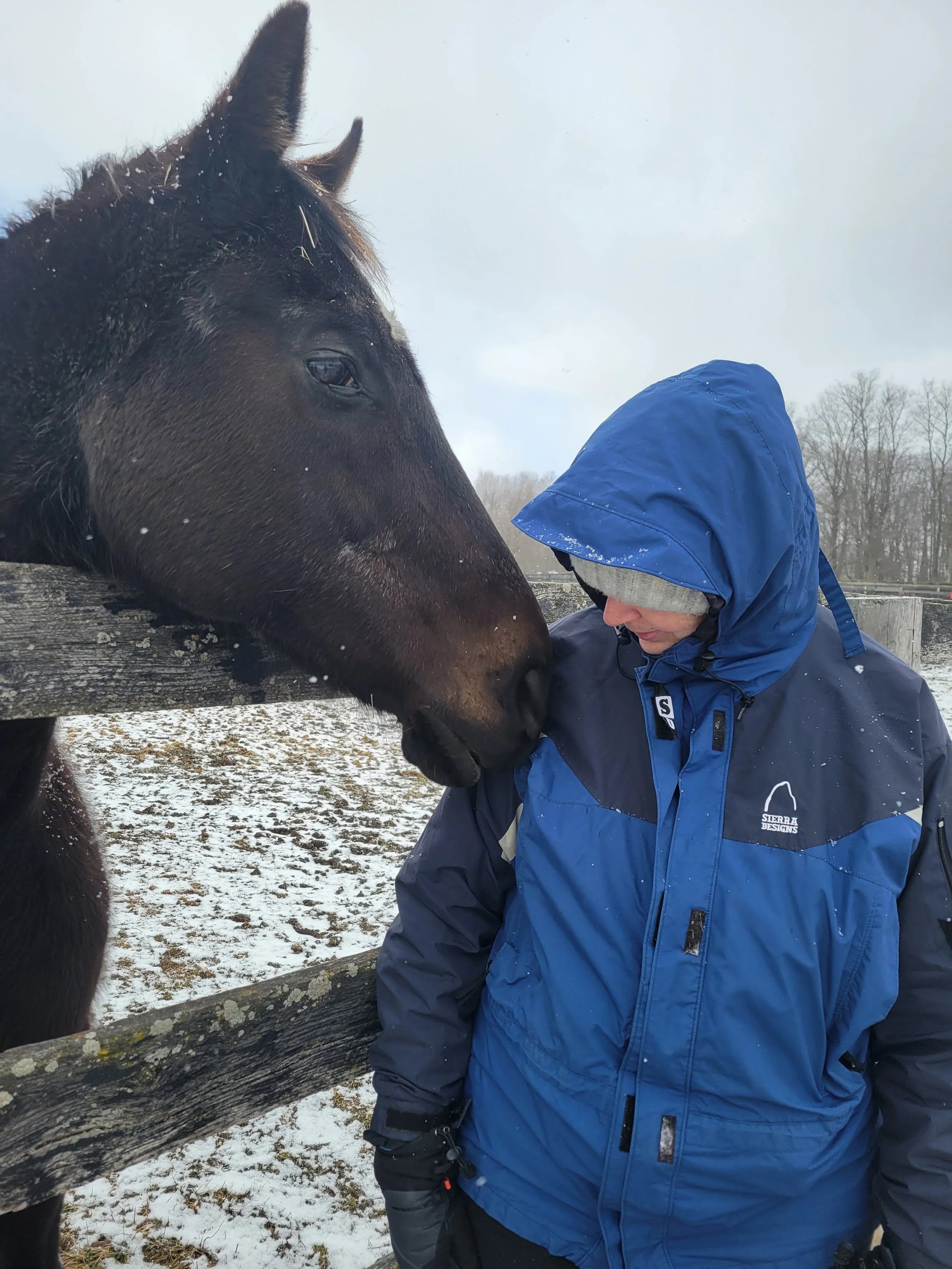 Jungian Mirrors in Motion - Thoughts On How Horses Partner with Us On the Path of Individuation