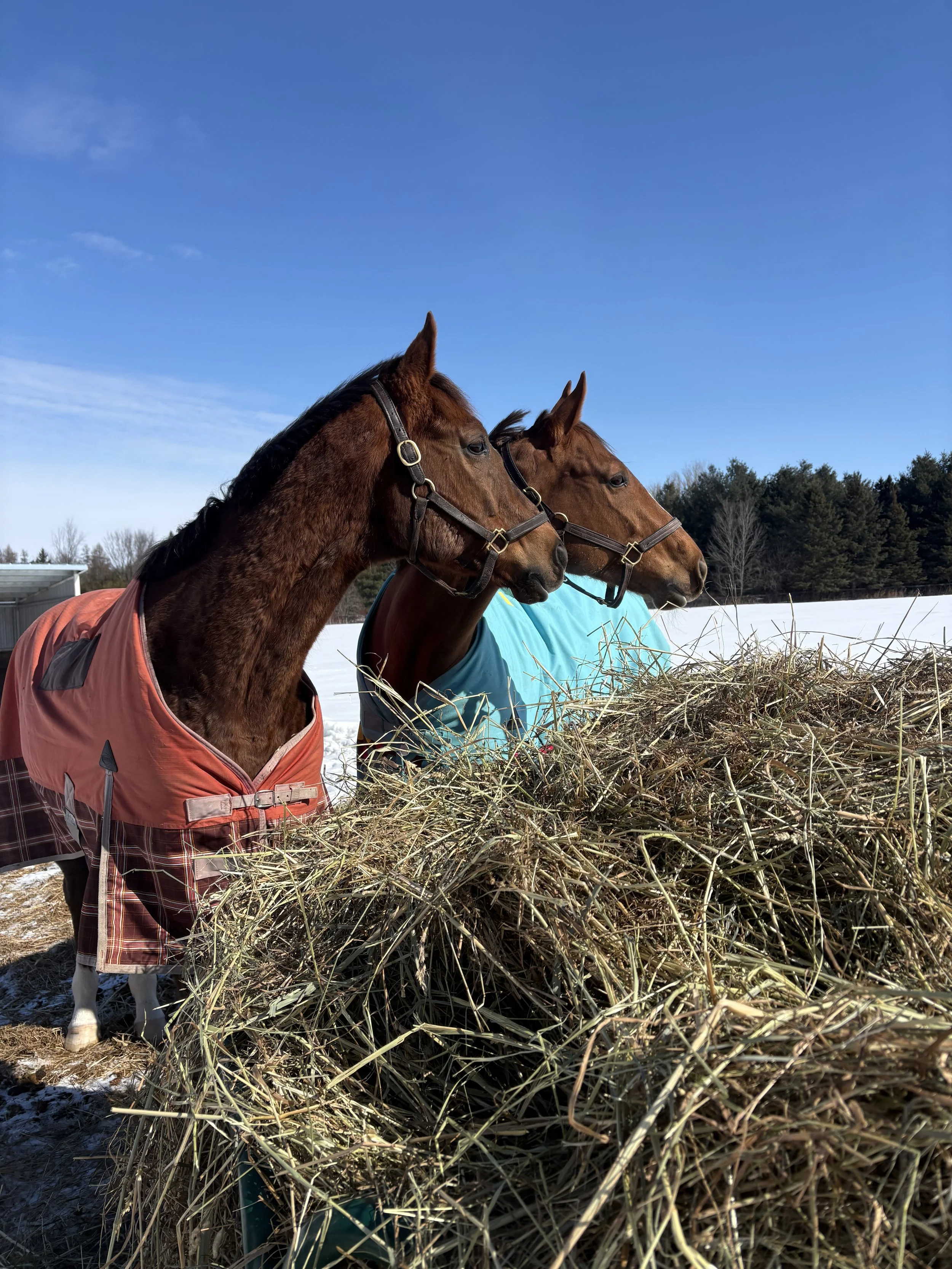 Horses: Powerful Healers Because They Live in the Present