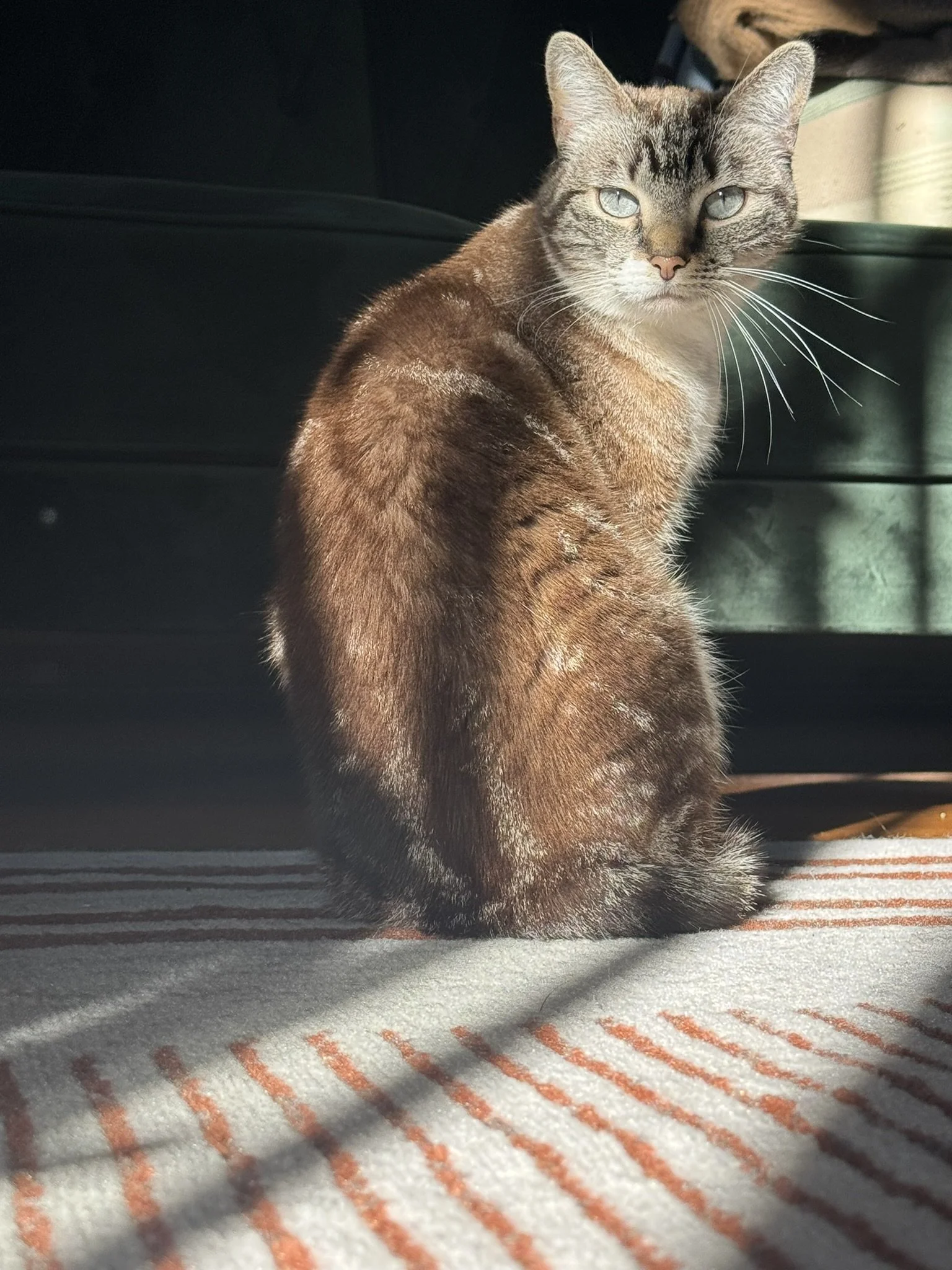 A tabby cat with blue eyes sitting on a striped rug near a window, sunlight illuminating its fur.