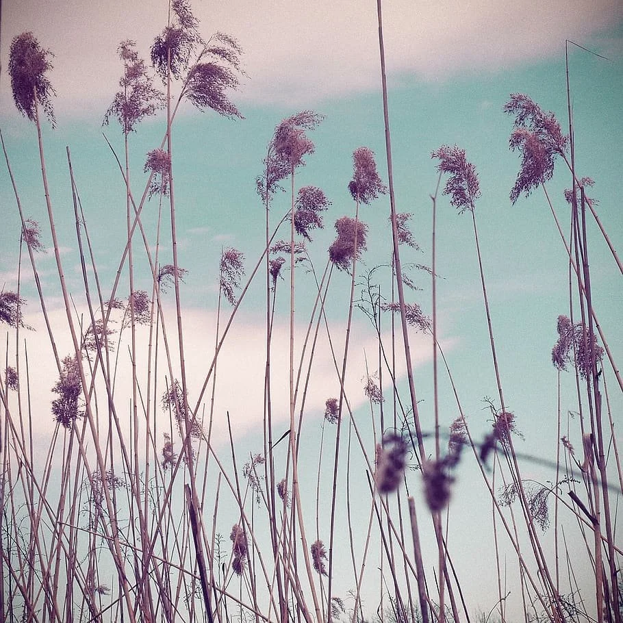 Prima visita Ayurveda