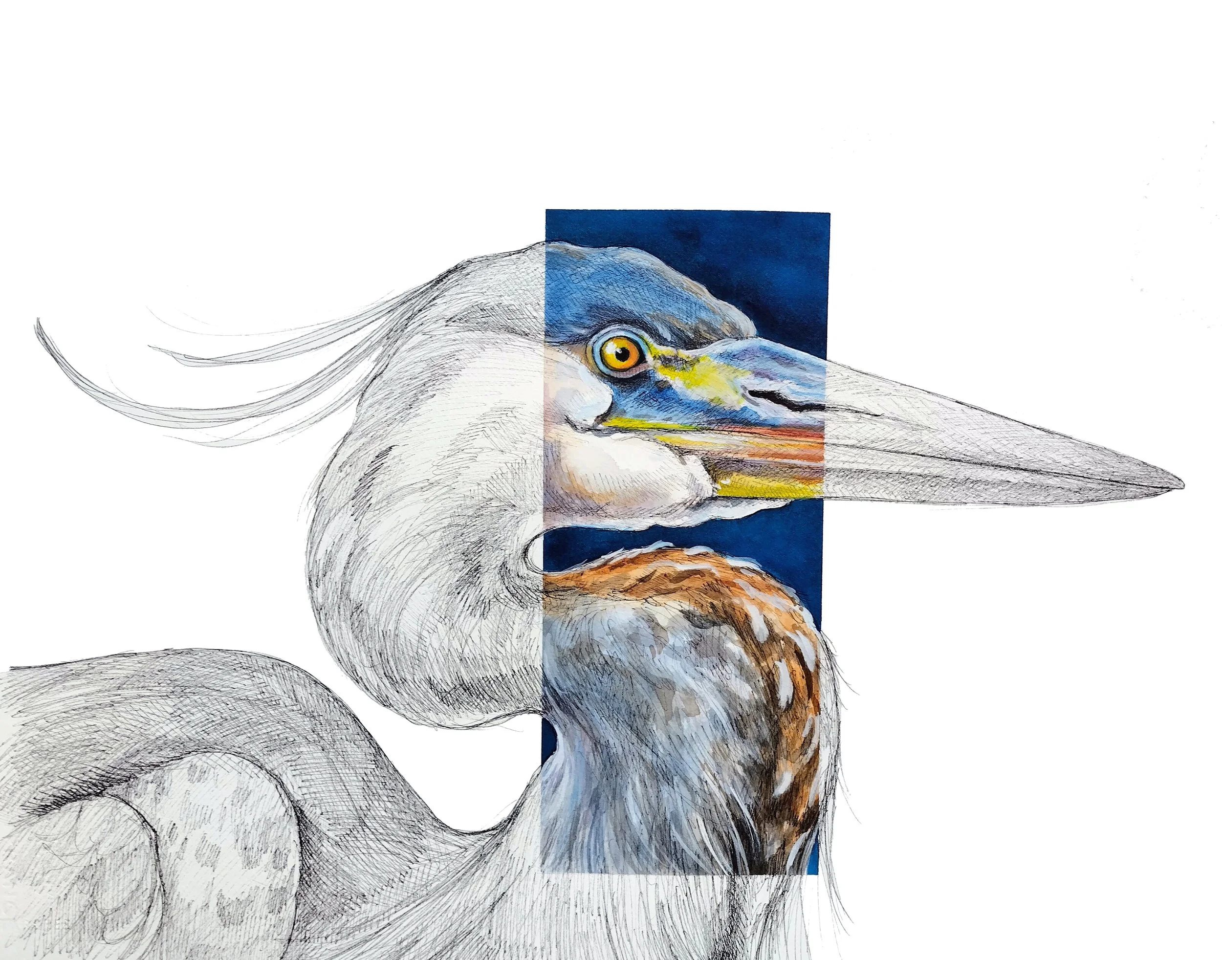 Blue heron.jpg