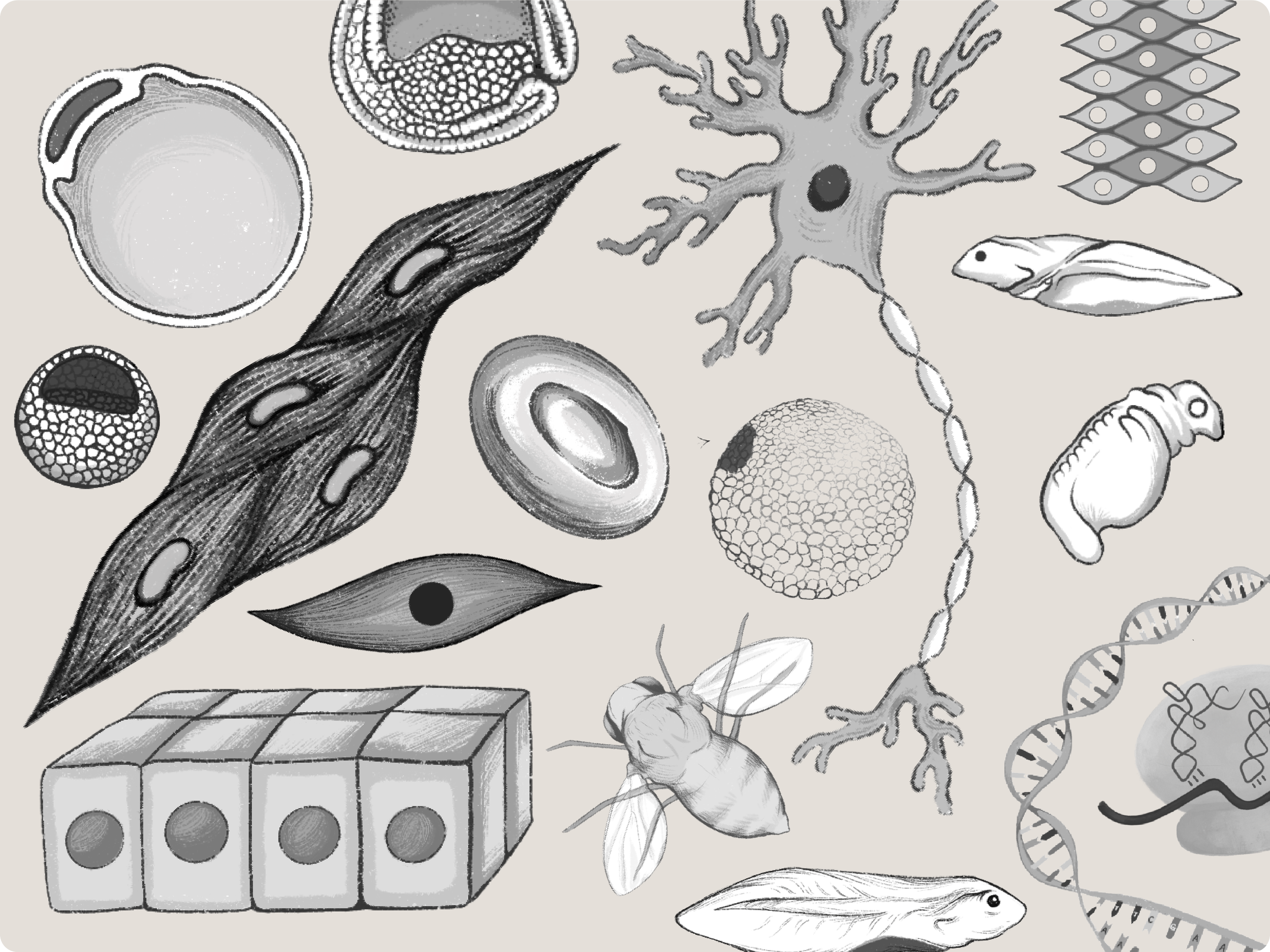 Science Illustration