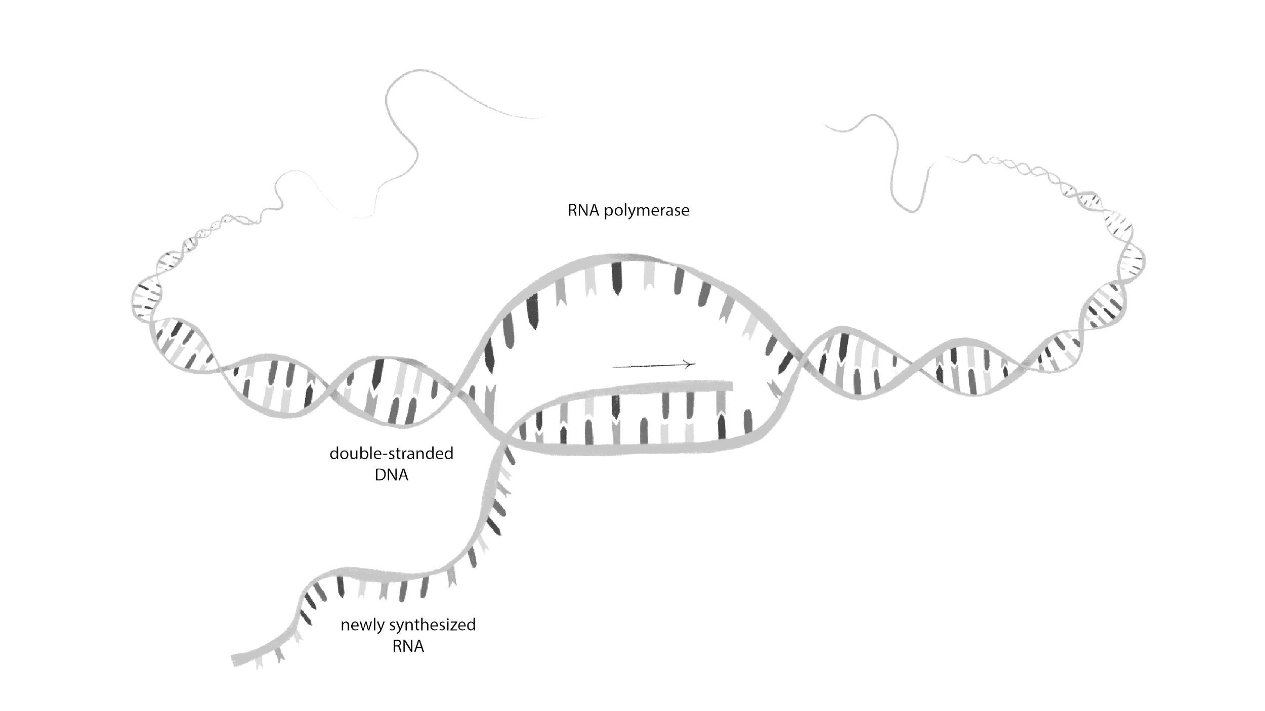 Science Illustration