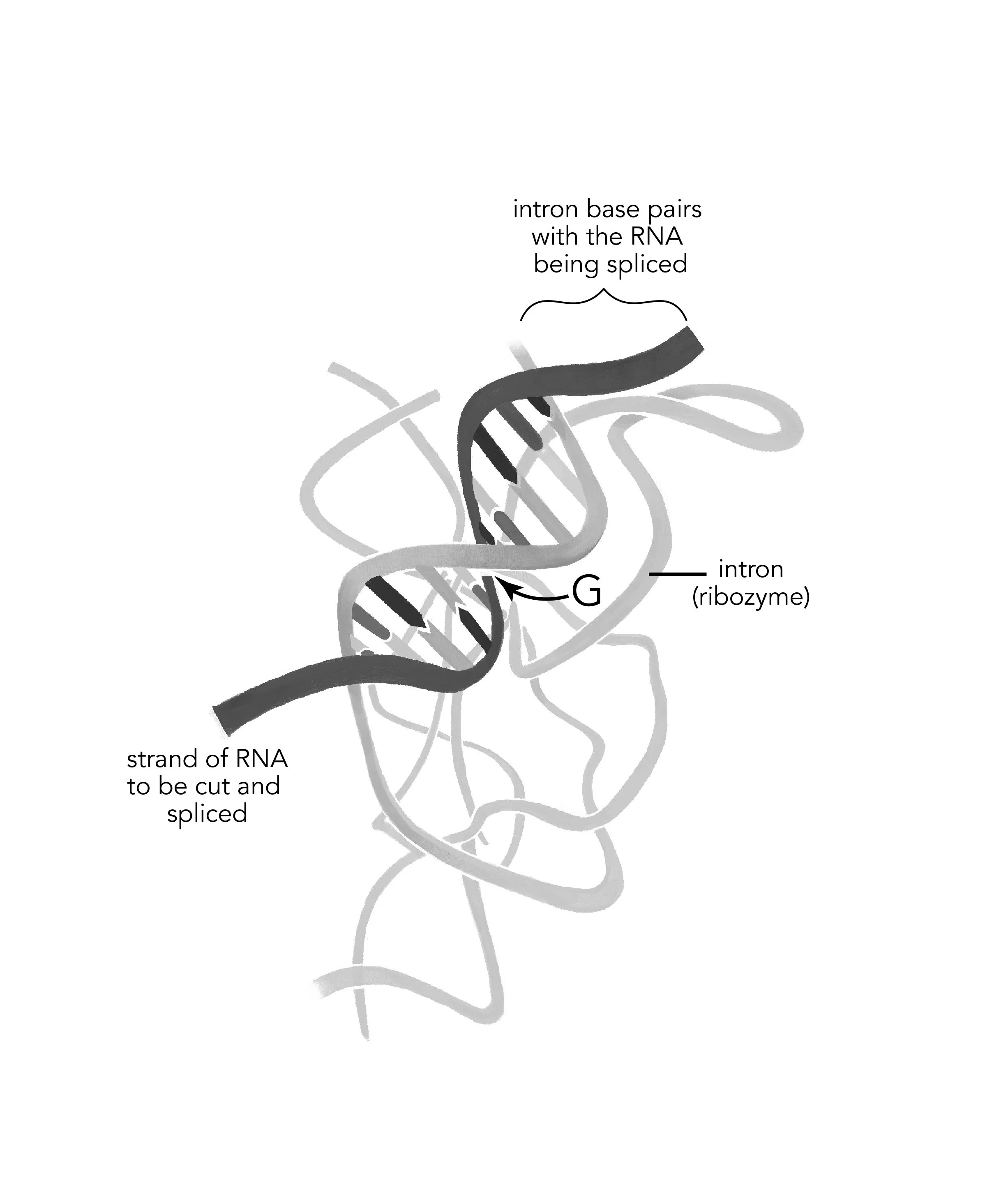 Fig_4.3_Tet_Ribosome.jpg