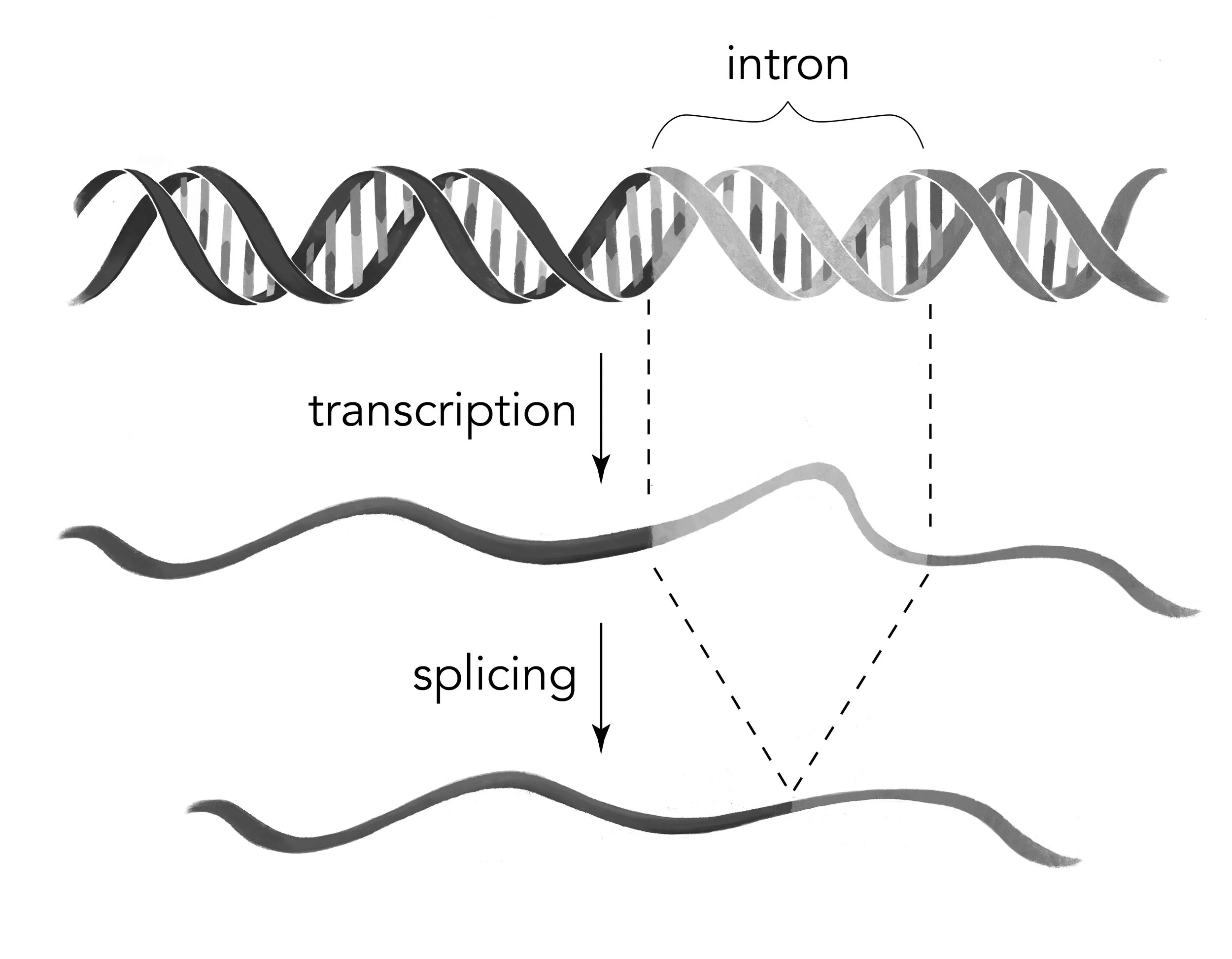 Fig_2.1_Intron Splicing.jpg