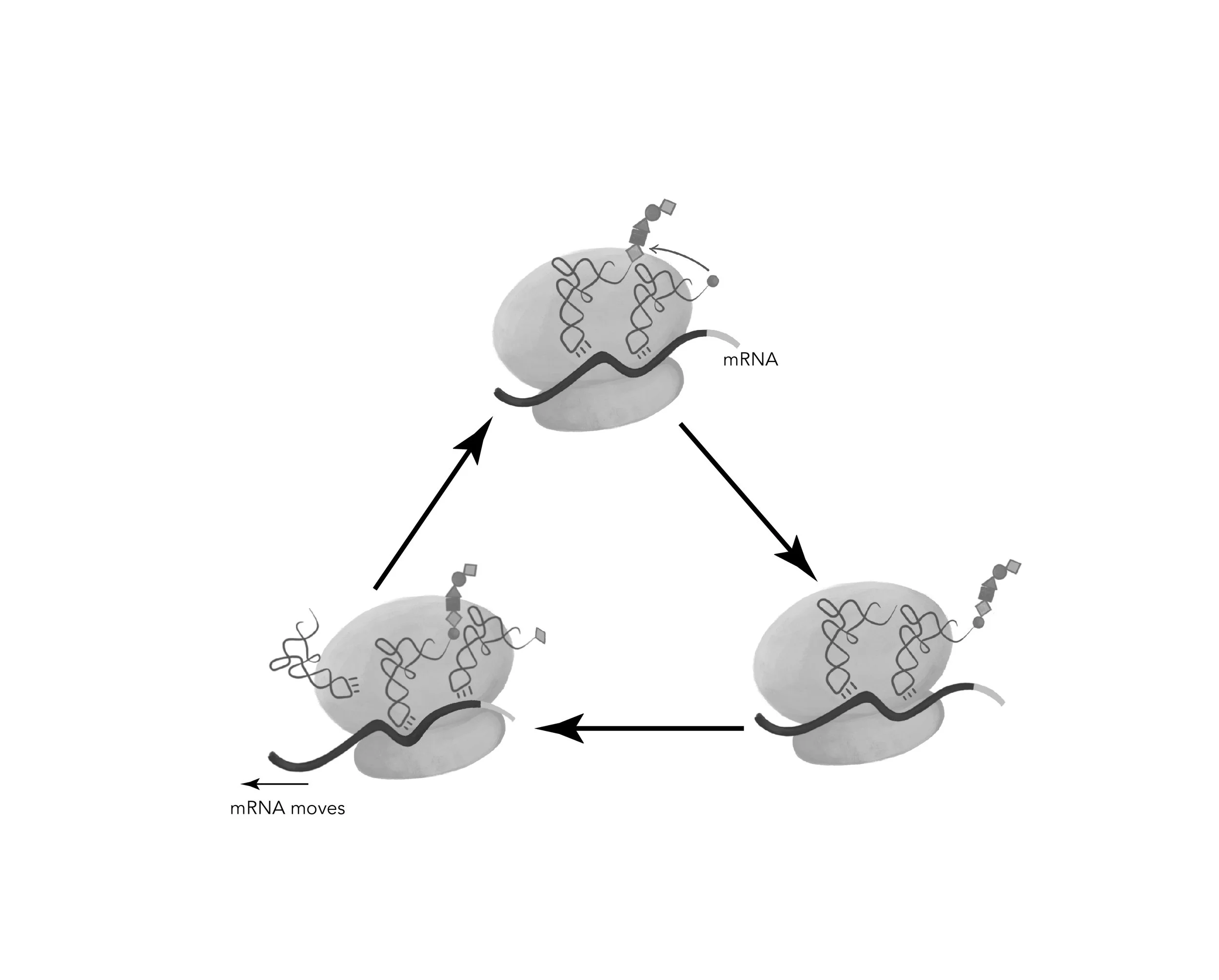 Fig_5_2_ribosome_cycle.jpg