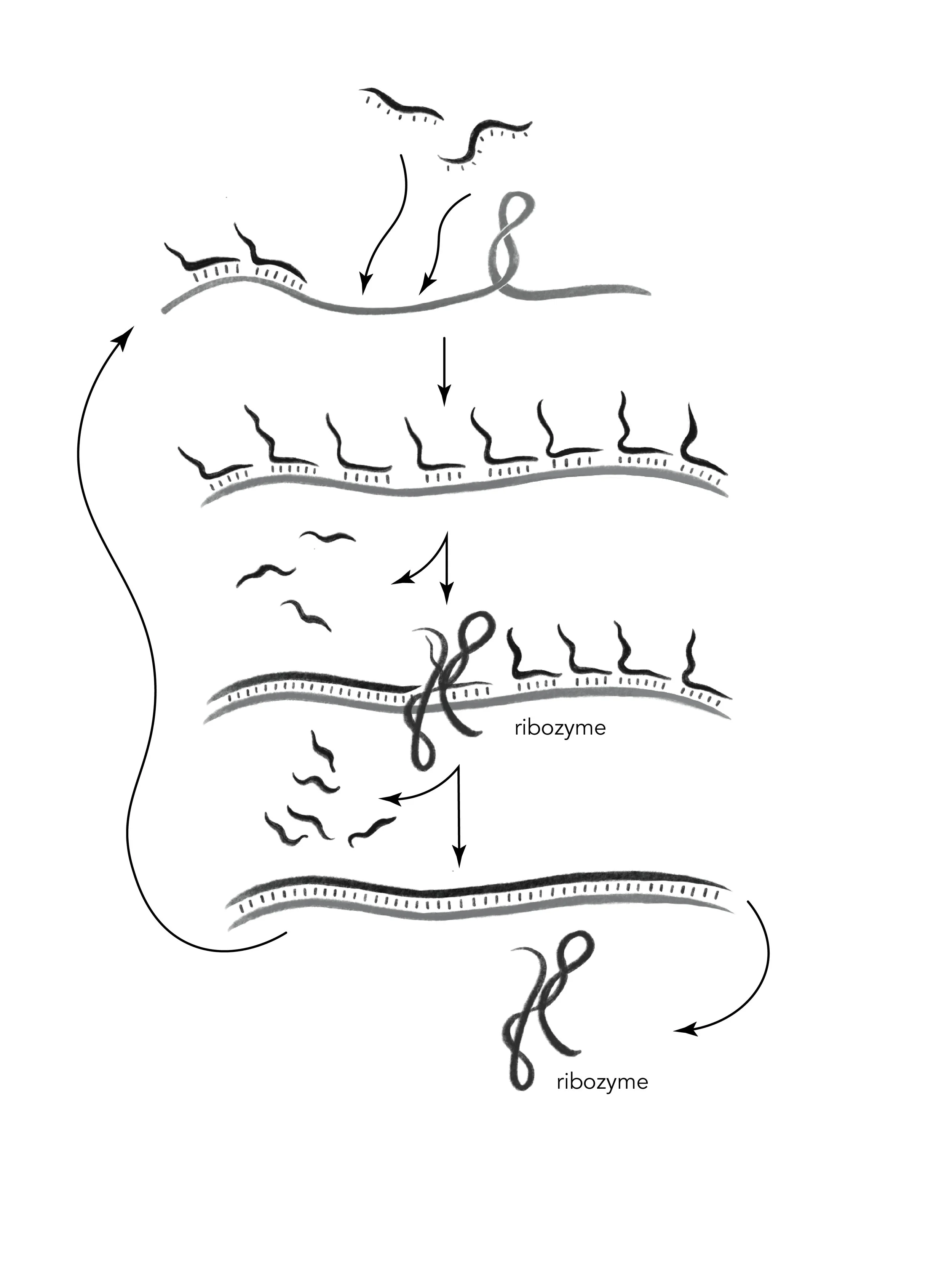 Fig_6.1_RNA_self_replication.jpg