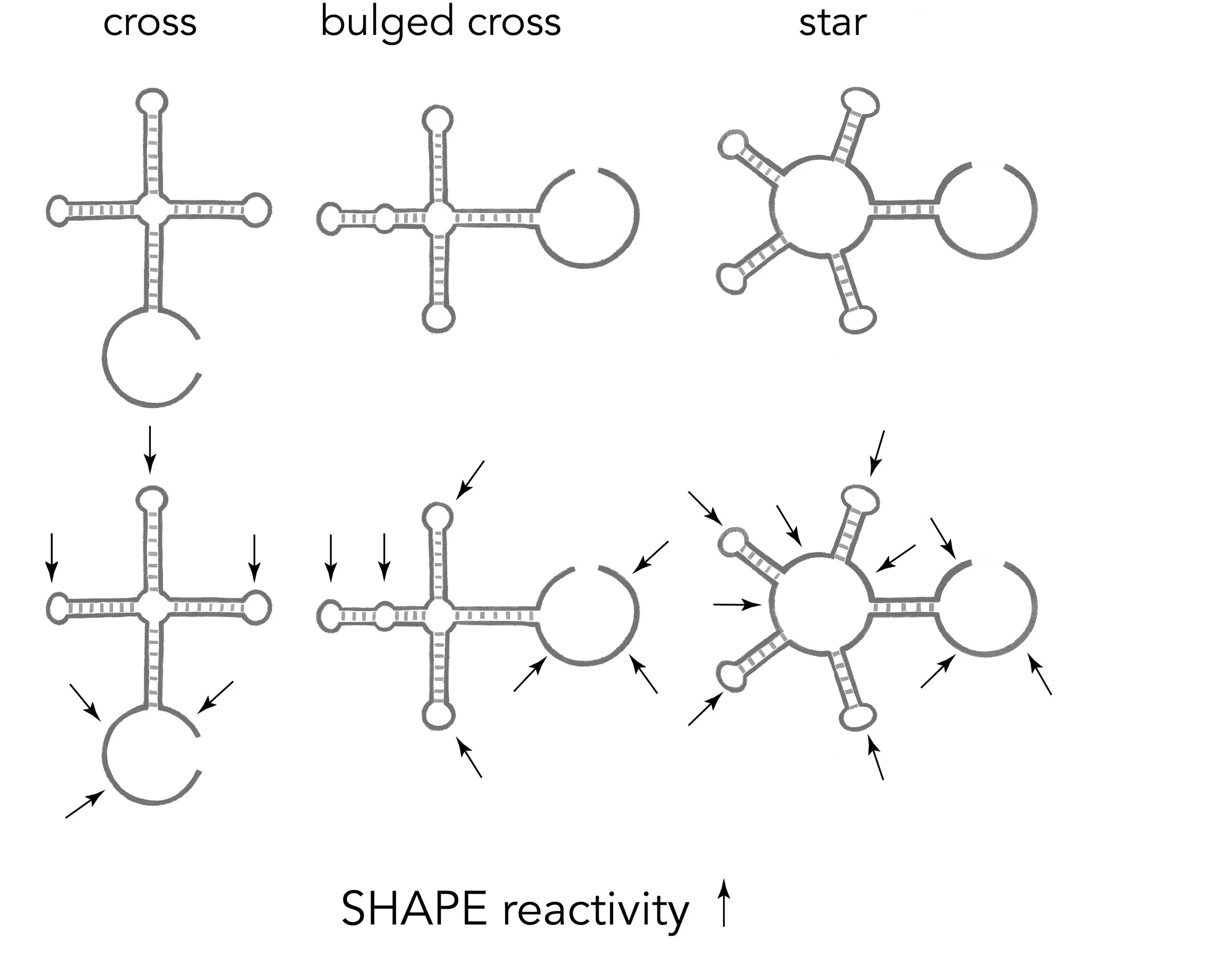 Fig_4.4_Rhiju Das.jpg