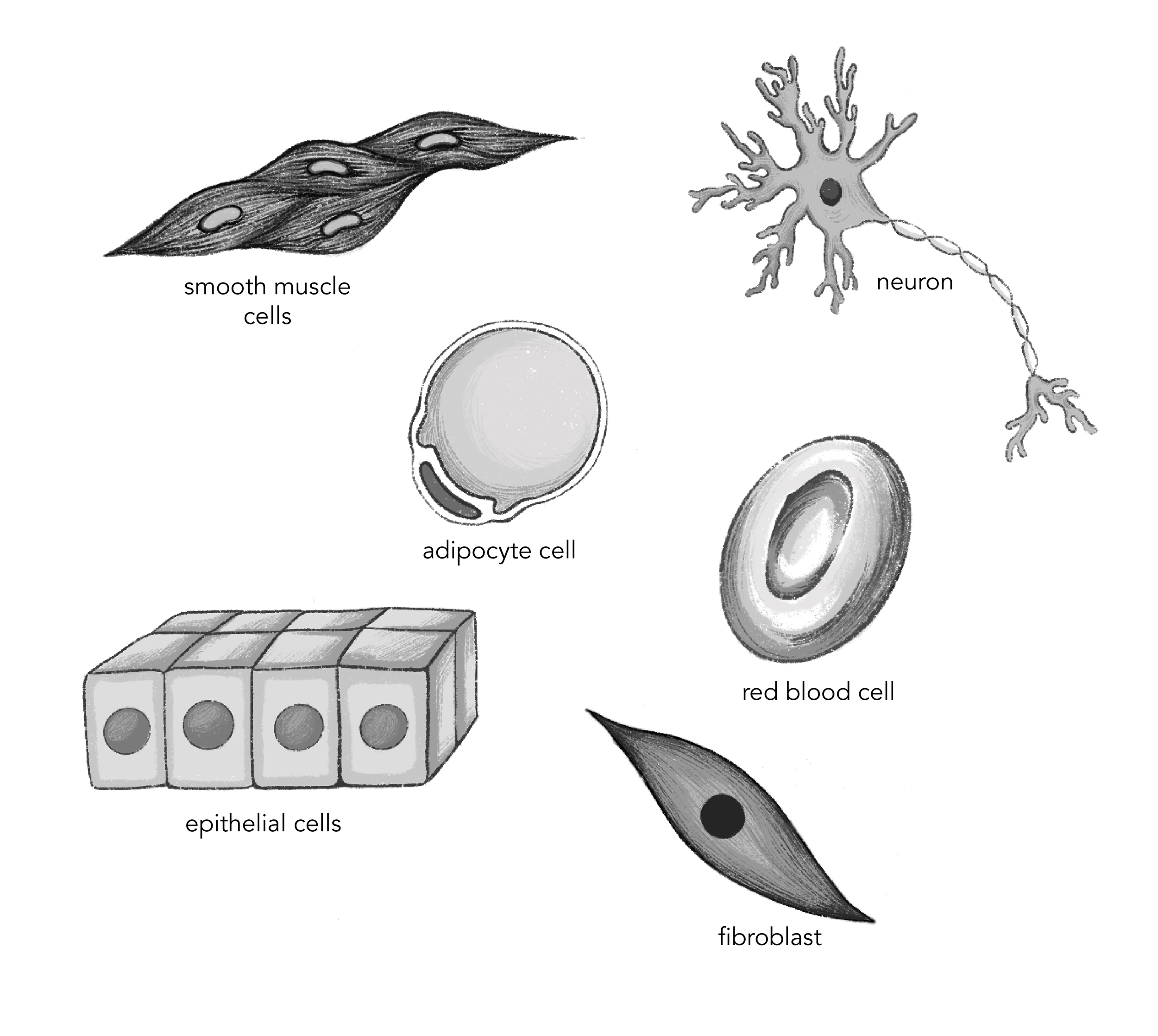 3.1_Cell_Types.png