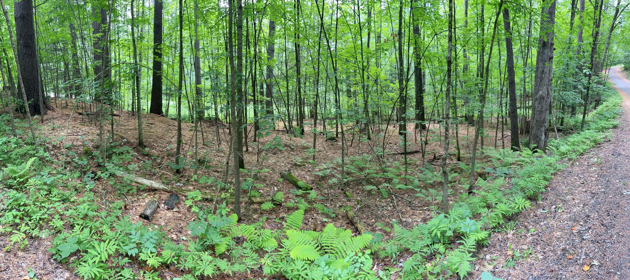 A forest in the summer with lots of trees, ferns, and scrub.