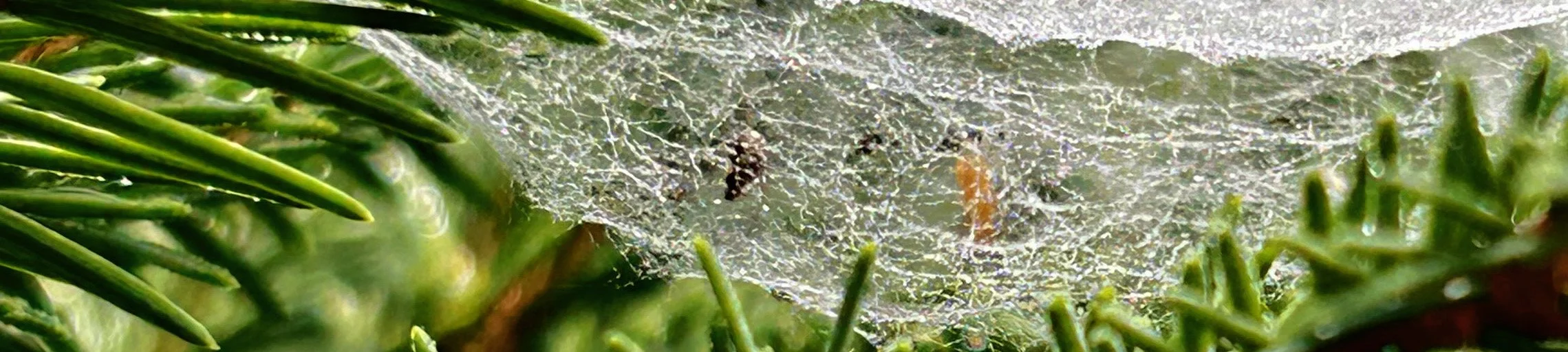 Close-up of a frog sitting on a mossy surface surrounded by green foliage.