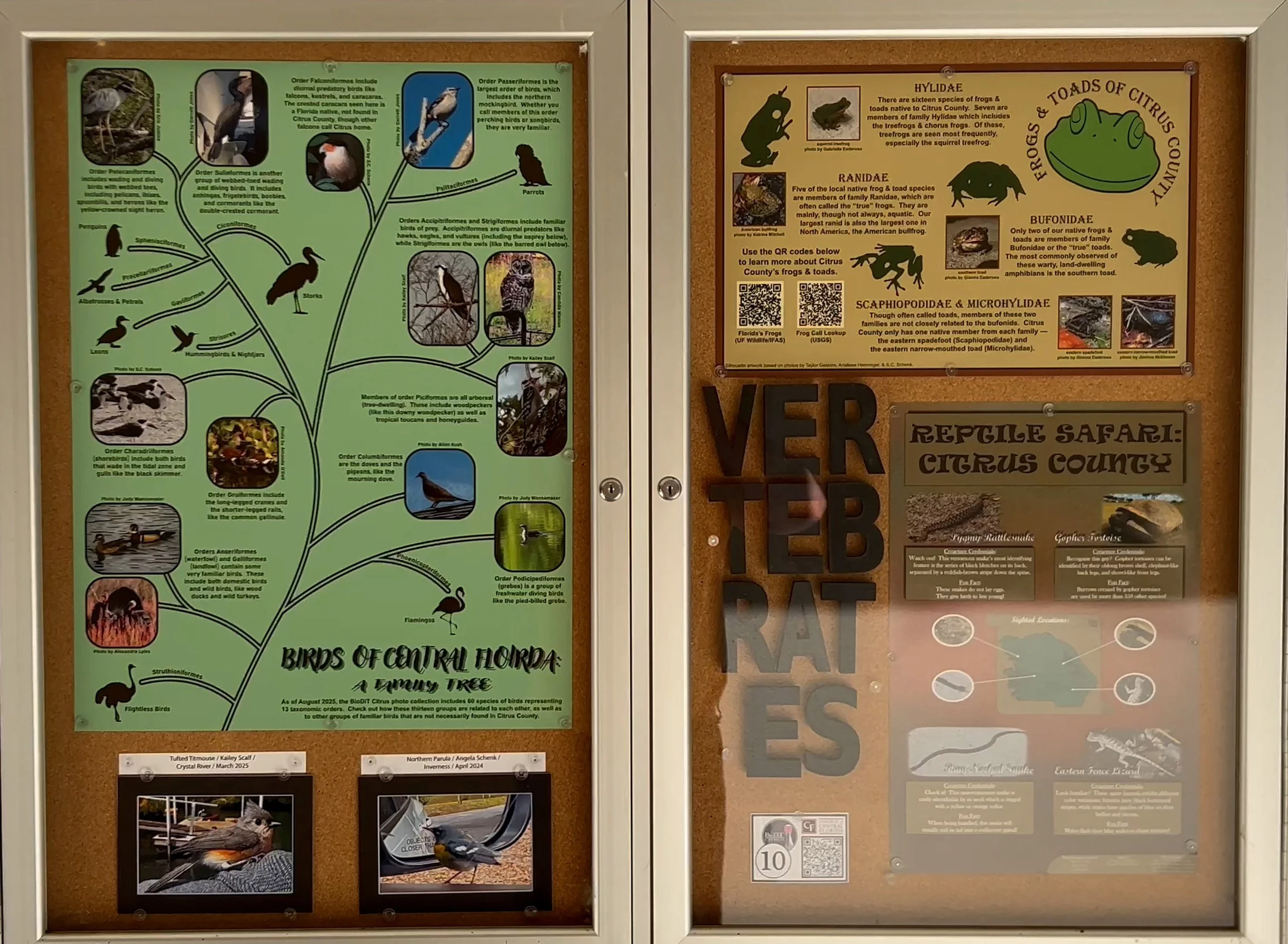 Two panel bulletin board with posters and photographs about animals.