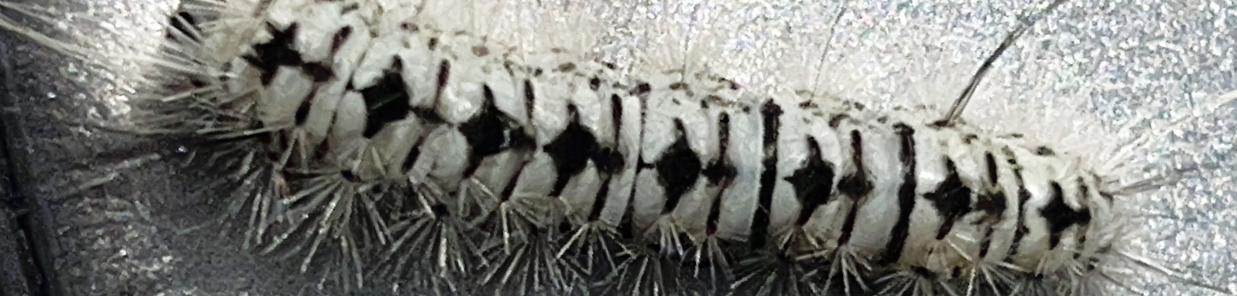 Close-up of a greyish butterfly caterpillar with black spots and black markings on its body, resting on a textured surface.
