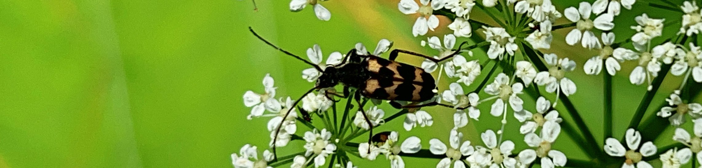 A black and orange beetle on a cluster of small white flowers with green leaves in the background.