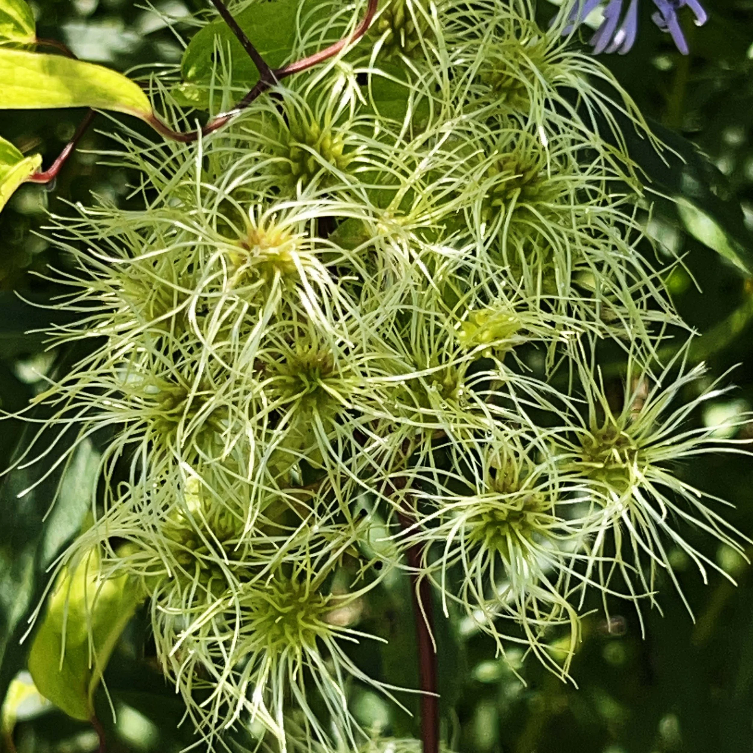 A cluster of flowers with thin green and yellow petals.