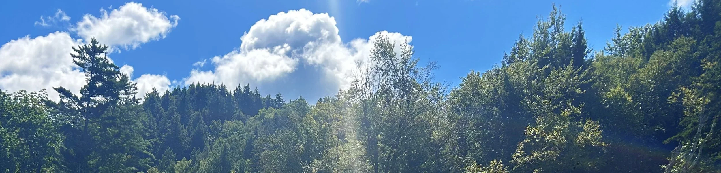 A bright blue sky with white fluffy clouds above a dense forest of green trees.