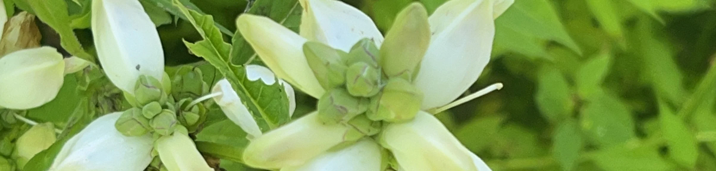 Close-up of white and light yellow flowers with green leaves.