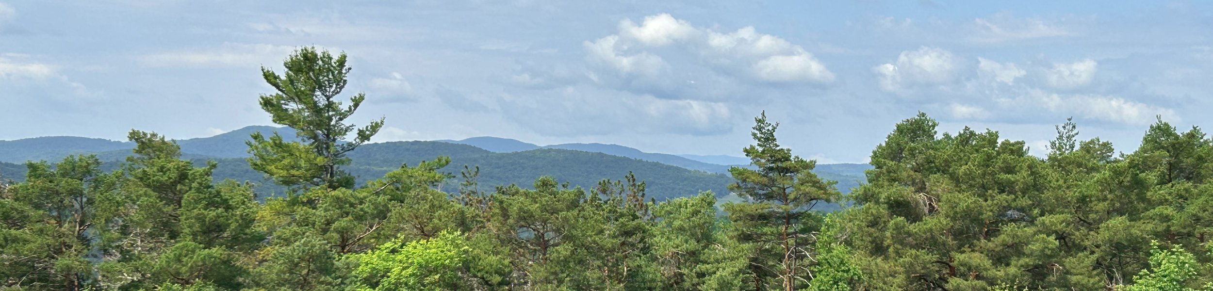 A scenic view of a forest with tall green trees and distant mountain range under a partly cloudy sky.