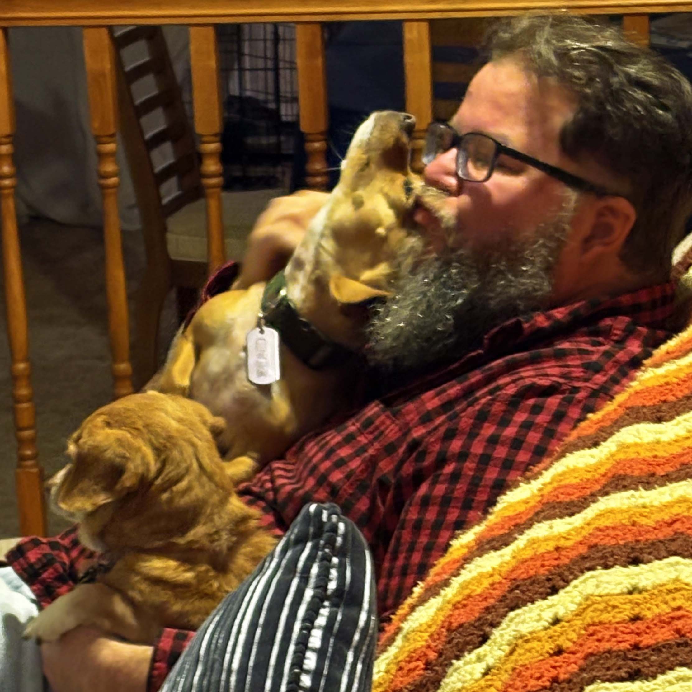 A bearded man with glasses sitting on a couch with two small brown dogs on his lap.