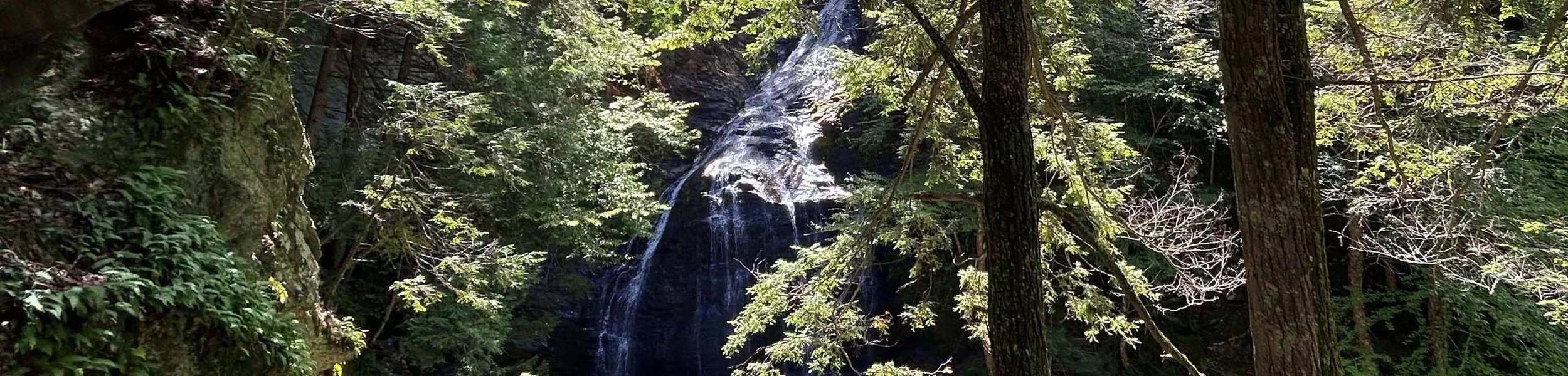 A small waterfall flowing down a mossy, rocky surface surrounded by trees and dense greenery in a forest.