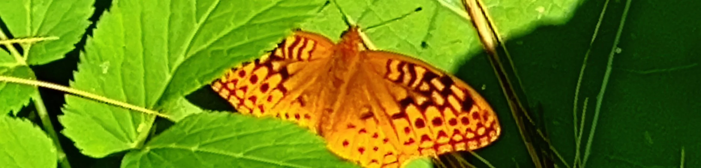 orange butterfly with black markings resting on green leaves
