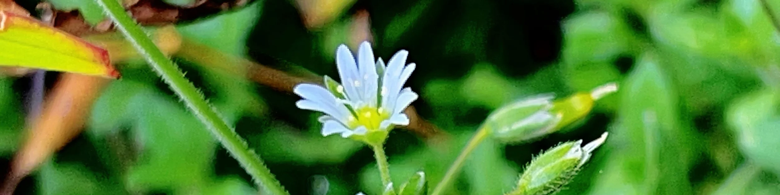 Small white flower with multiple petals and a yellow-green center, surrounded by green leaves and stems.