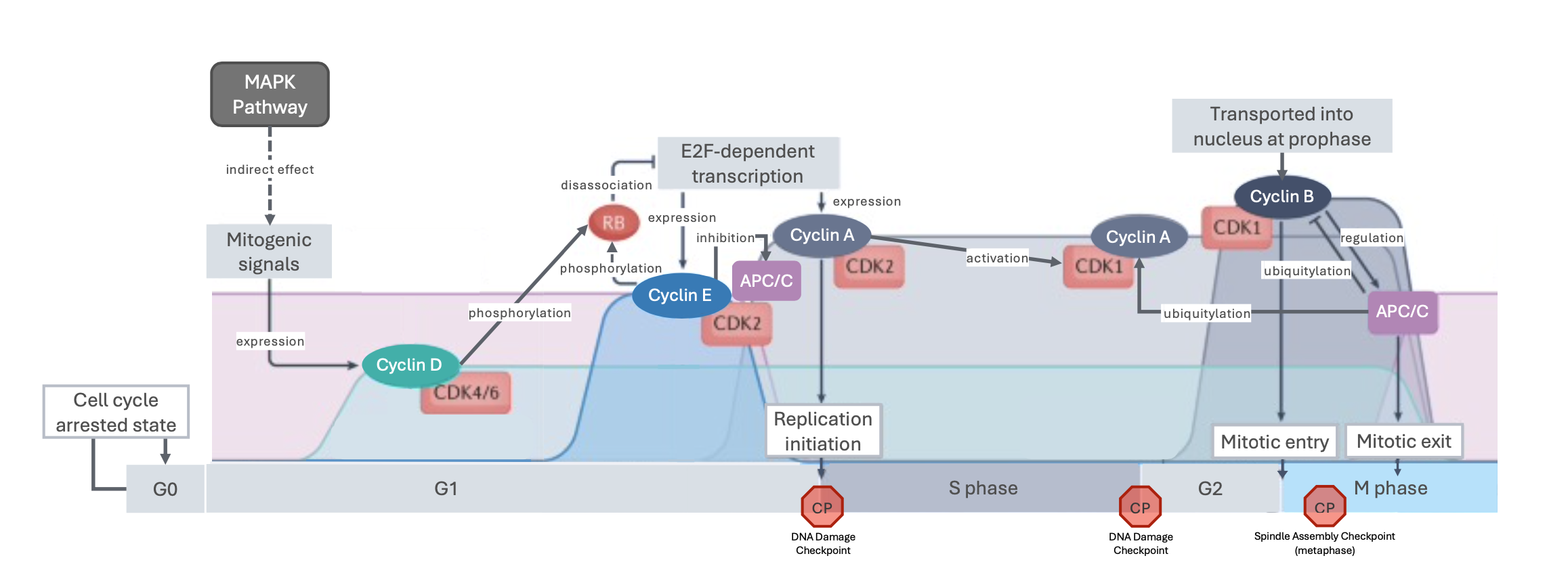 Metabolic Signaling Pathways