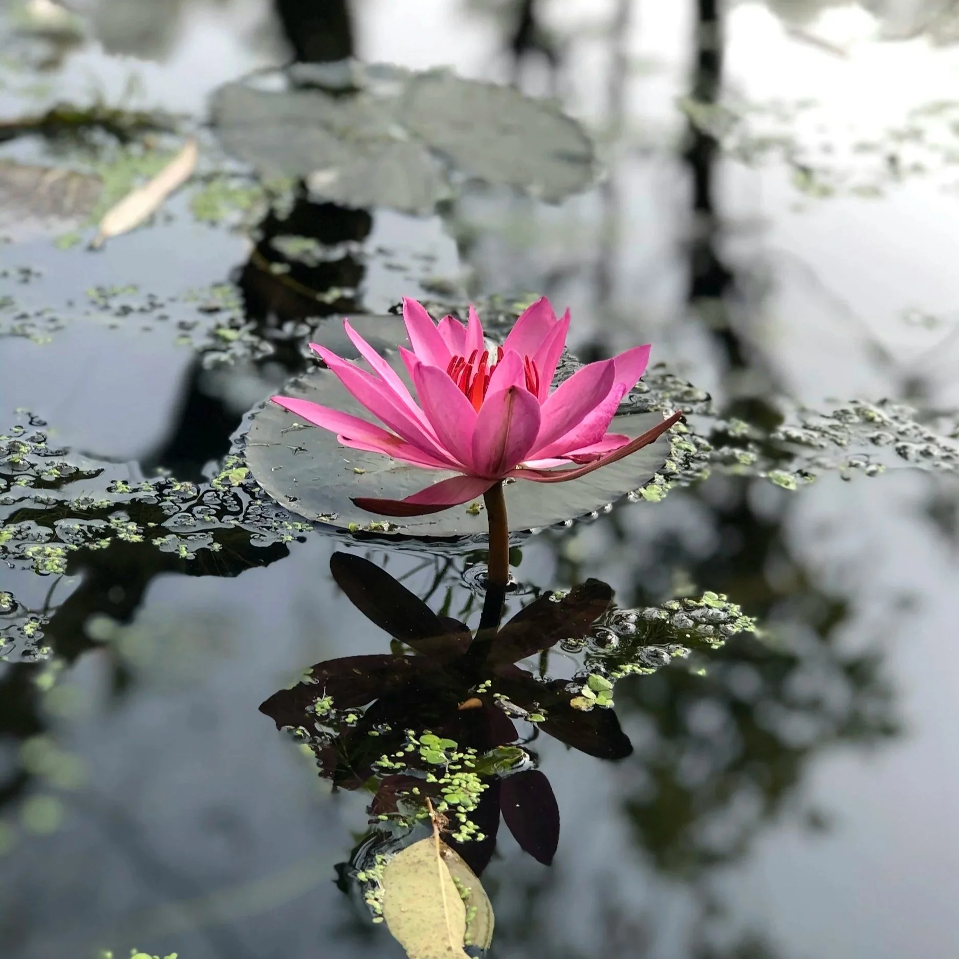A pink water lily floating on a pond with its reflection visible in the water, surrounded by lily pads and small floating green plants.