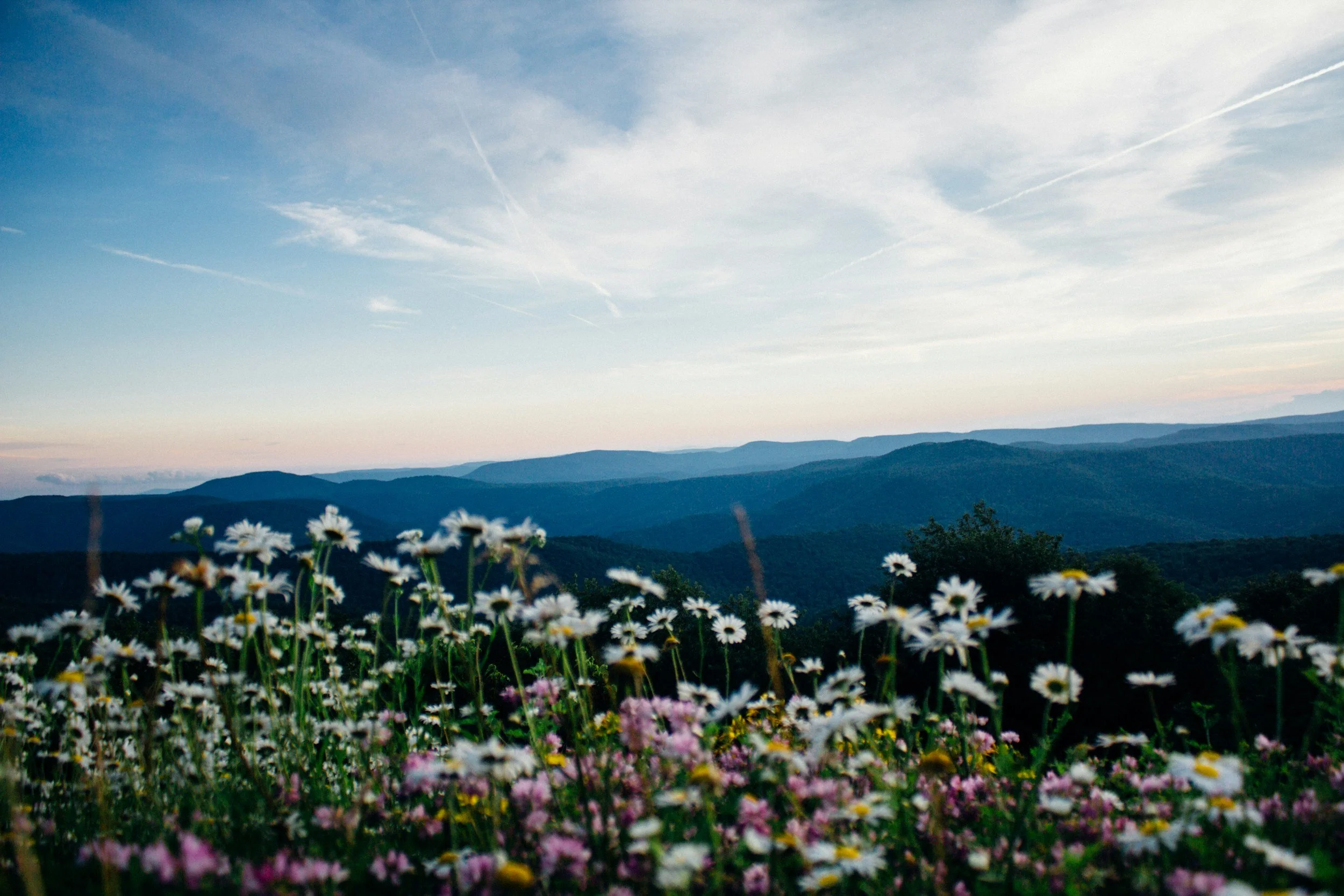 A landscape view of rolling mountains under a blue sky with scattered clouds, with wildflowers including daisies and pink flowers in the foreground.