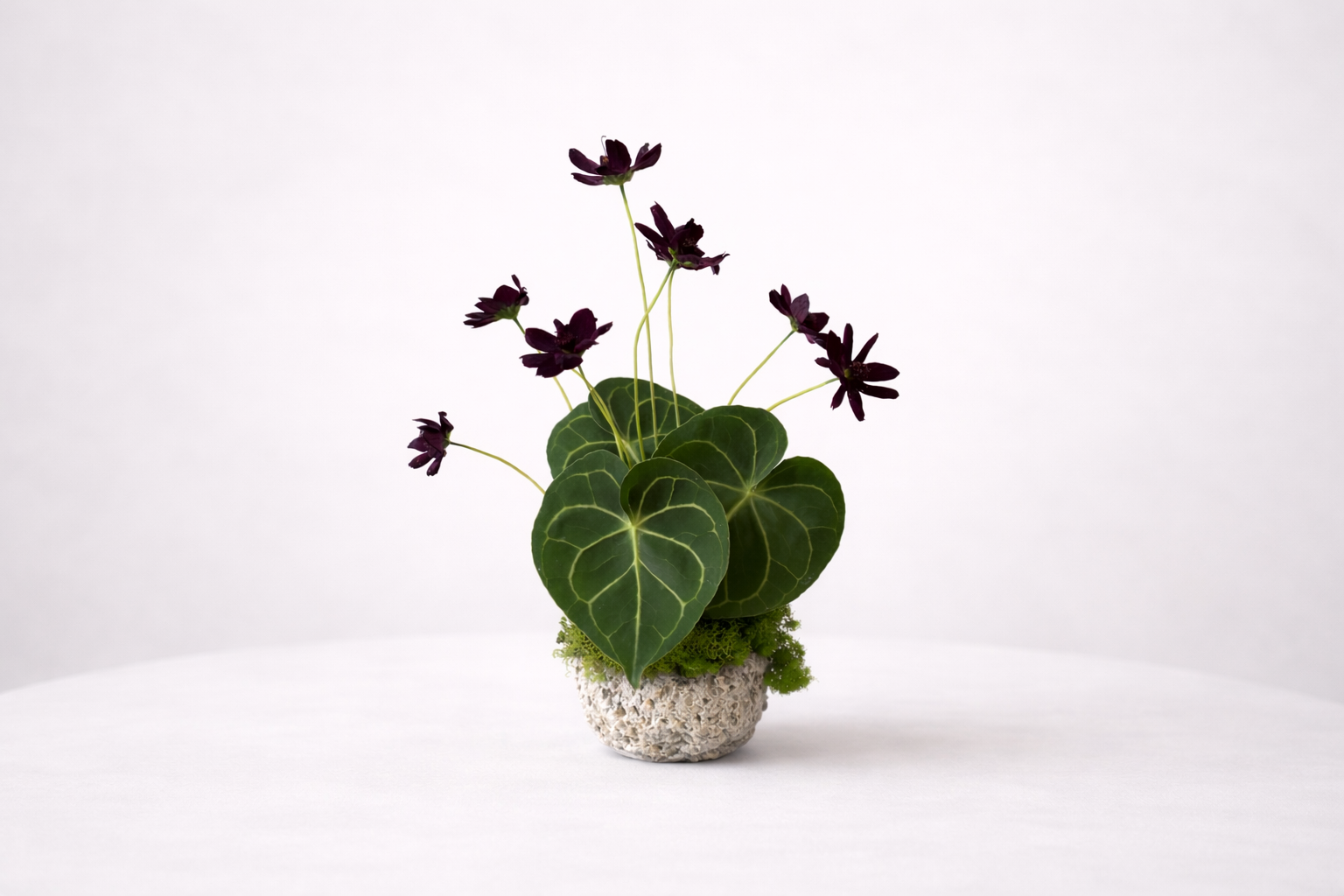 Cosmo Anthurium Rock