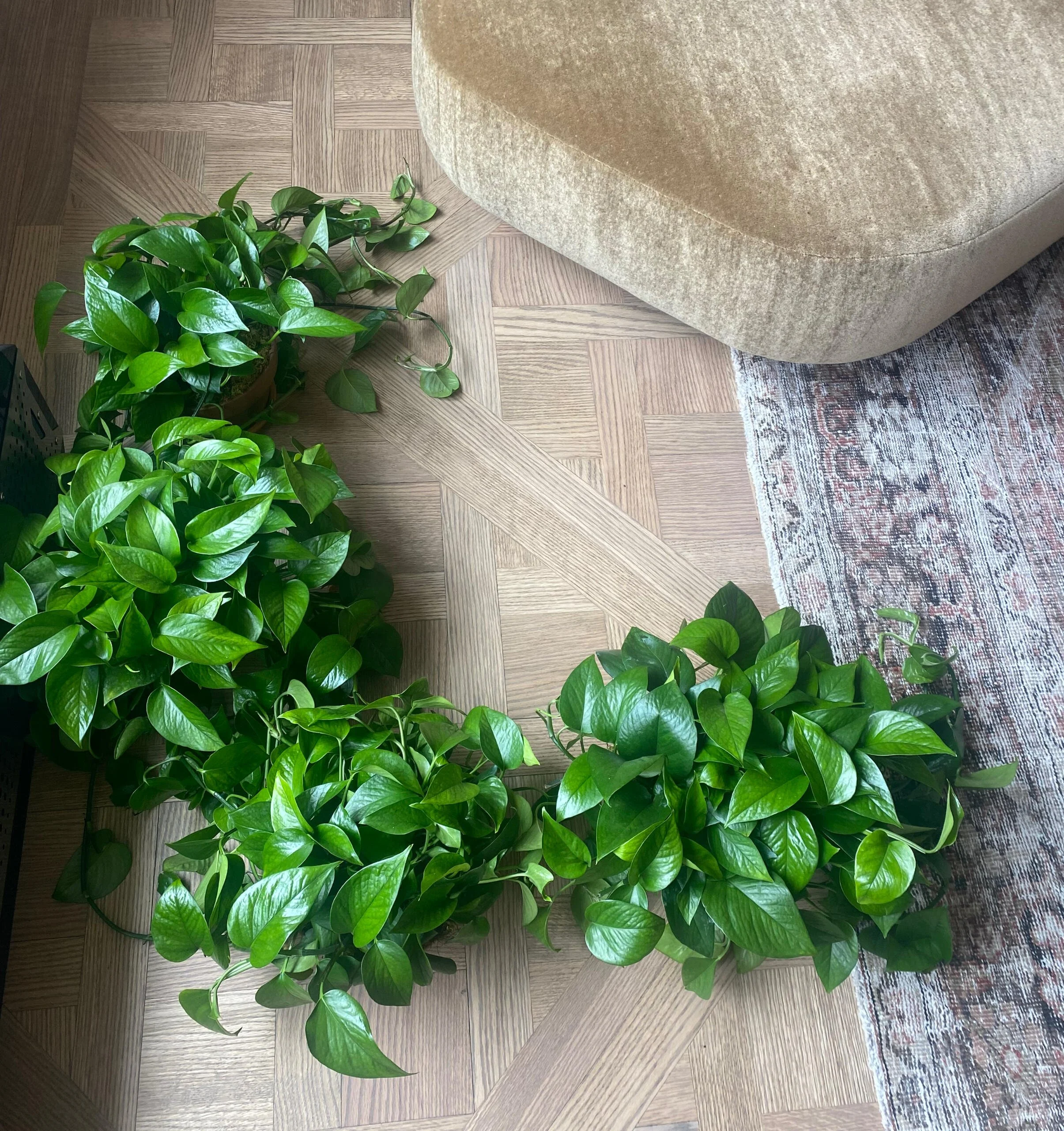 Plant Rentals & Styling