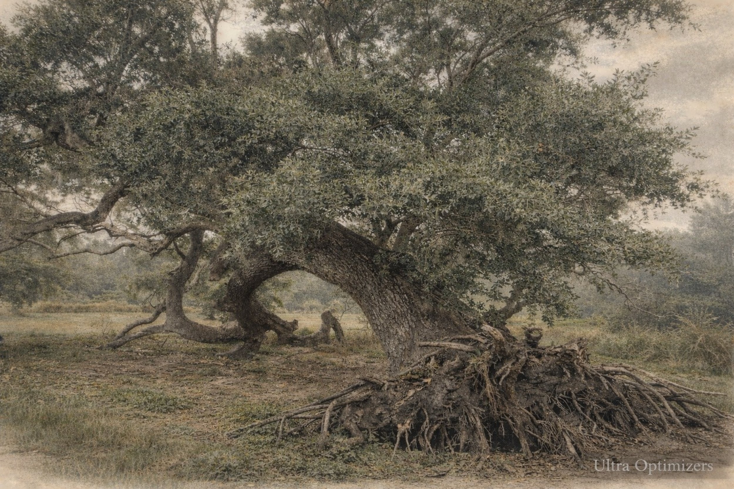 A large, old oak tree with extensive roots exposed and a bent trunk leaning to the right, on a grassy landscape under a cloudy sky.