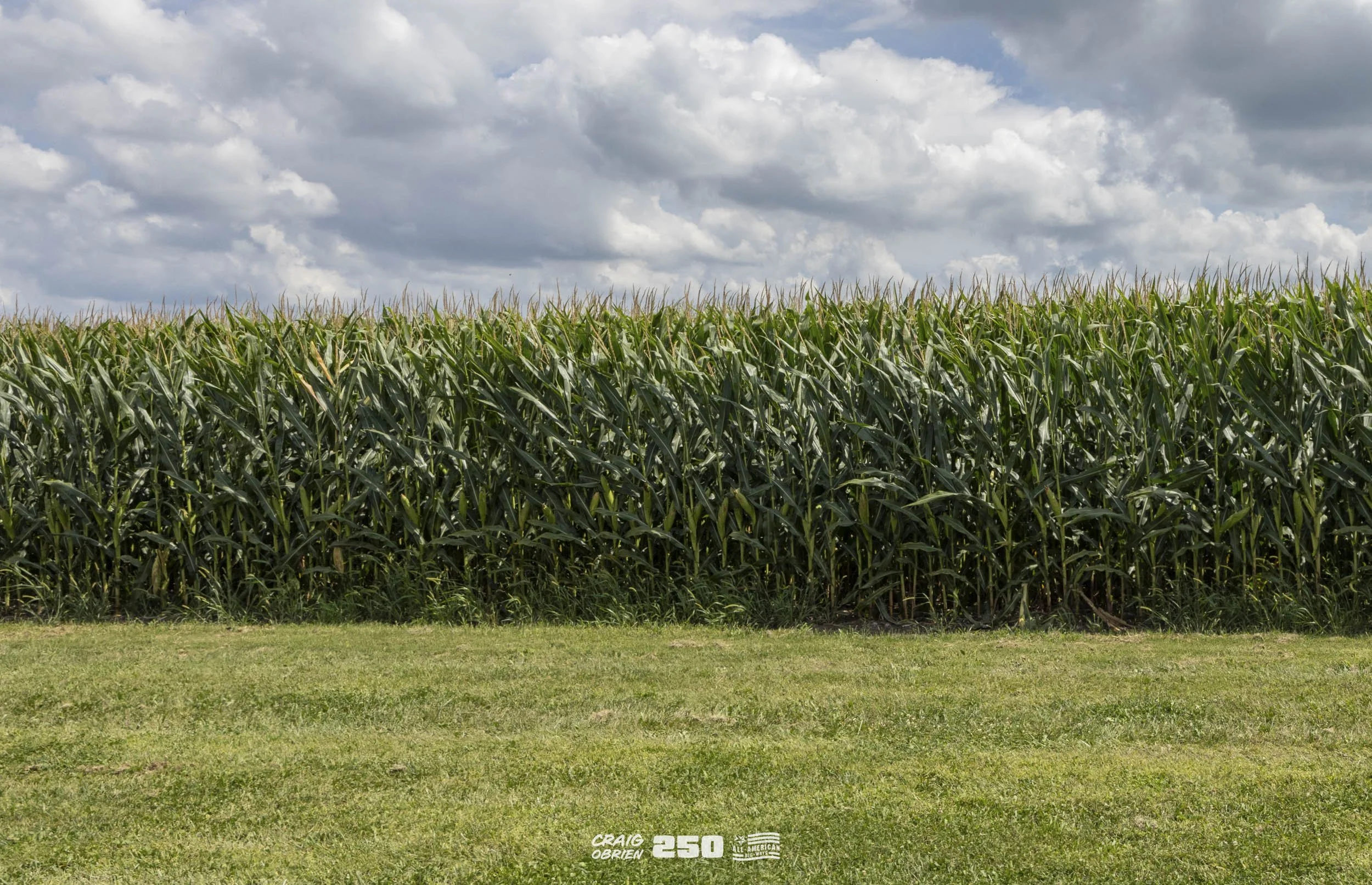 A lush green field of corn with tall stalks under a partly cloudy sky.