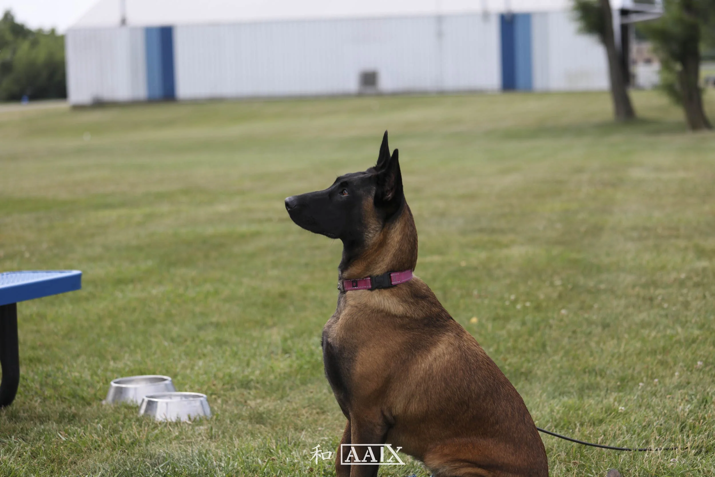 A Belgian Malinois dog sitting on grass near metal bowls, wearing a pink collar, in a park or backyard with a large building and trees in the background.