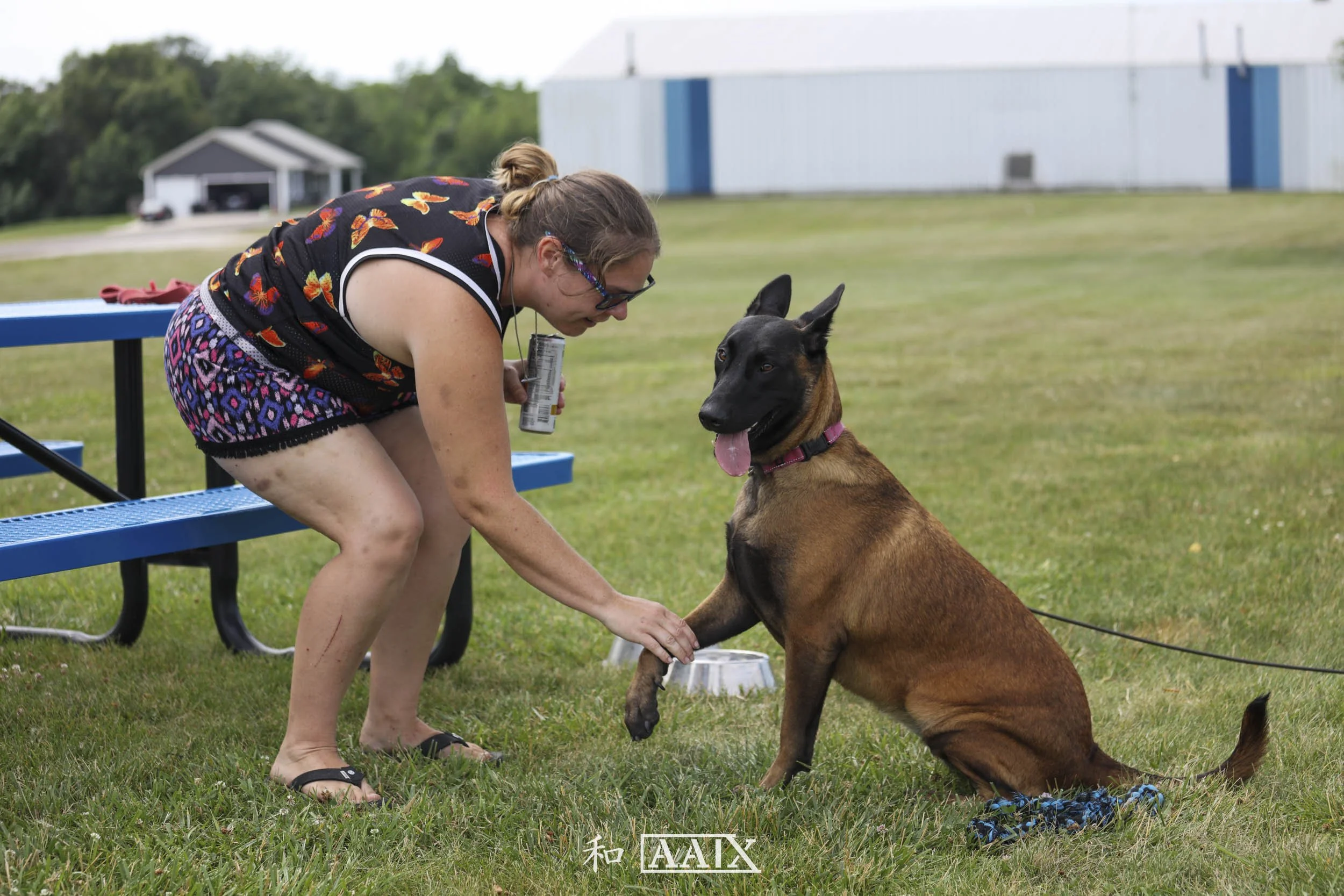Woman kneeling on grass, holding a dog's paw while the dog sits and looks ahead. The woman is wearing a black tank top with butterfly patterns, colorful shorts, and sandals. The dog is a Belgian Malinois with a red collar, sitting in front of a blue 