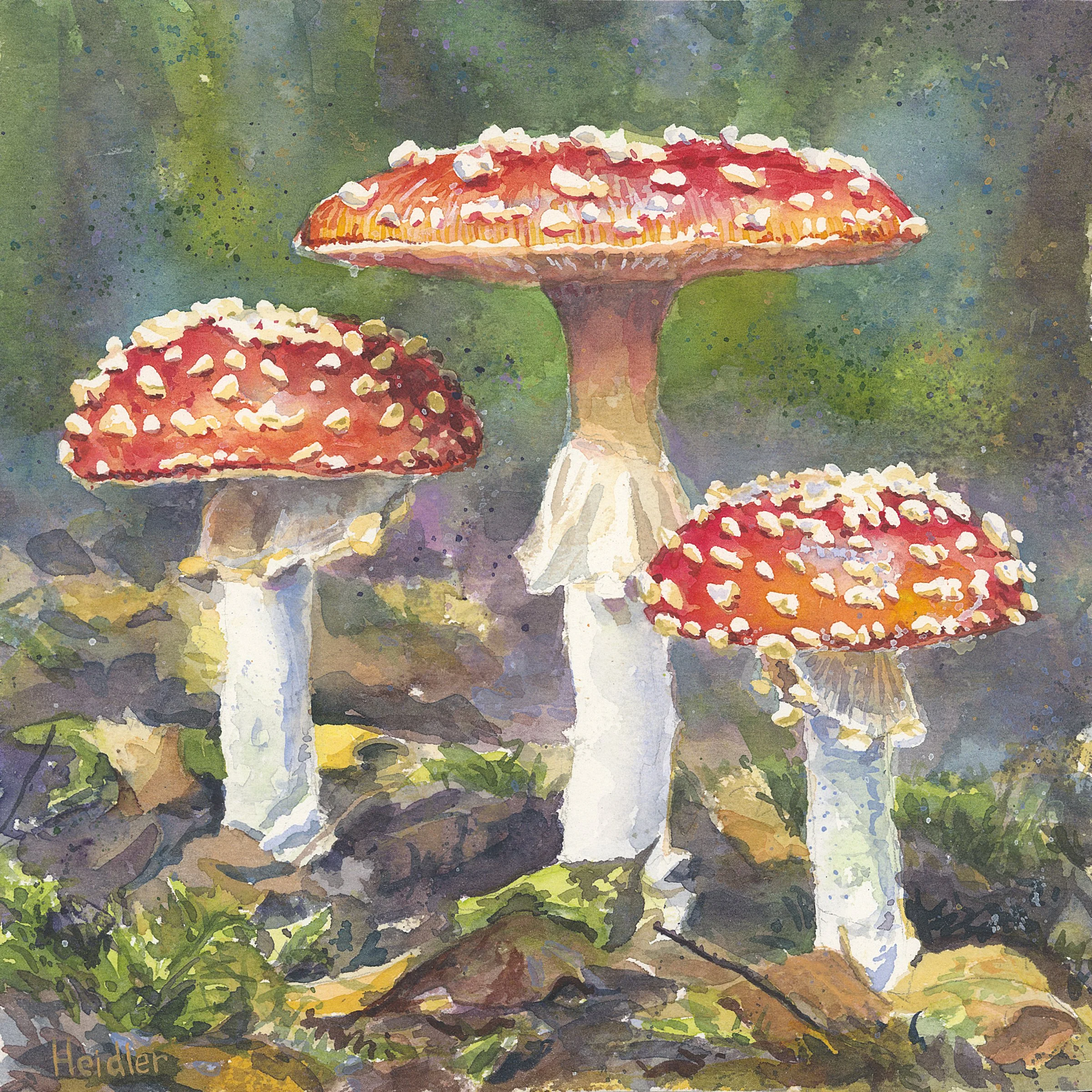 Mushrooms - cc.jpg
