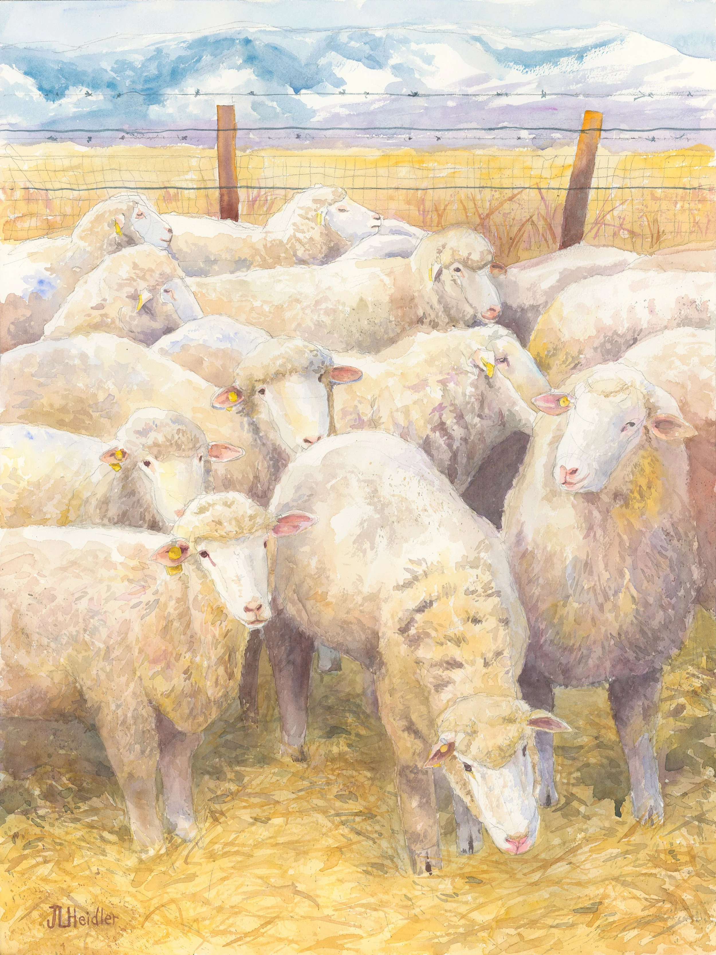 Like Lambs.jpg