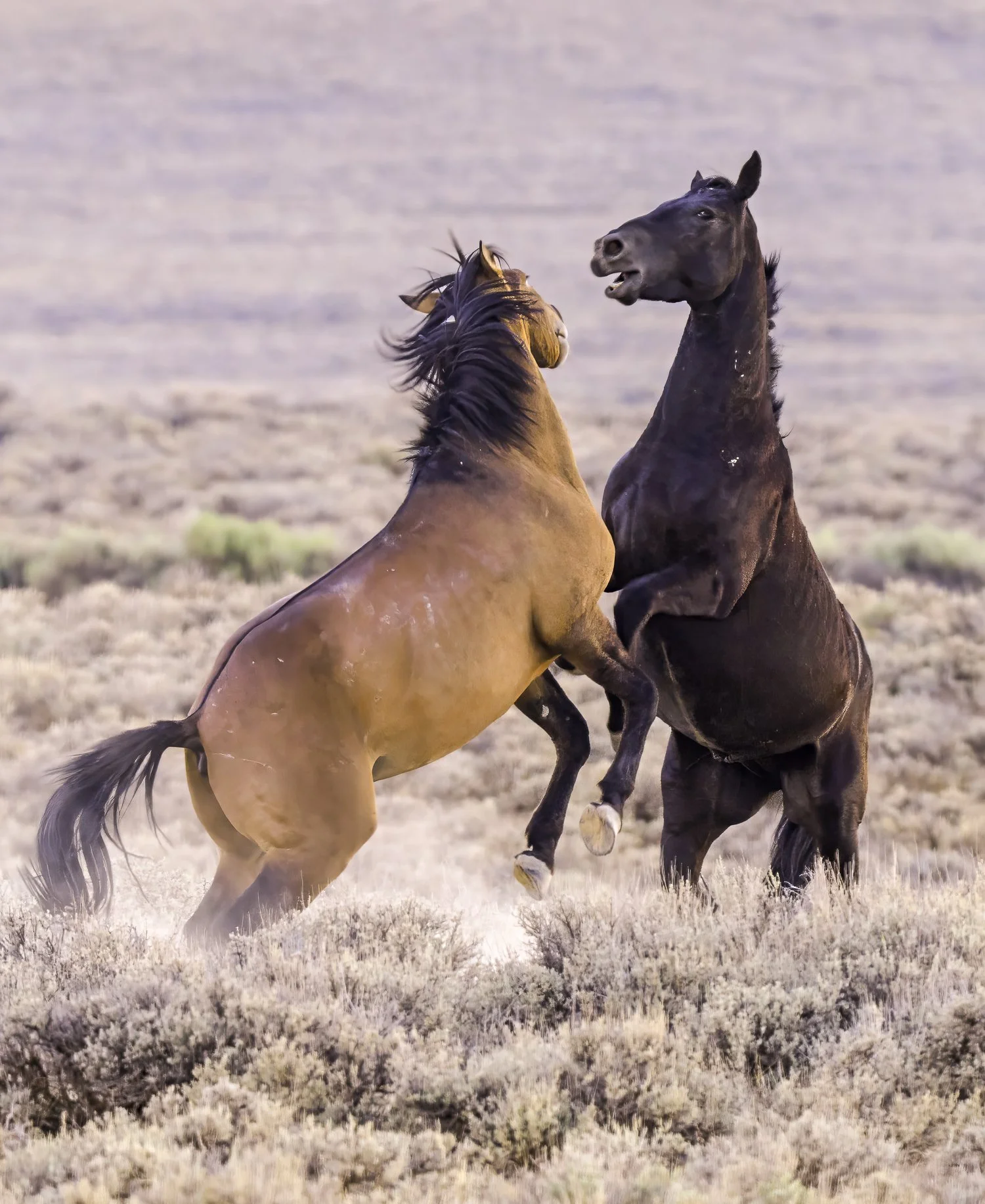 The Contest (Sand Wash Basin, CO)
As the evening light fades, dust rises from the sage of Sand Wash Basin as two stallions meet in a test of strength and resolve. Such encounters help establish rank within the herd, determining who will lead, breed, 