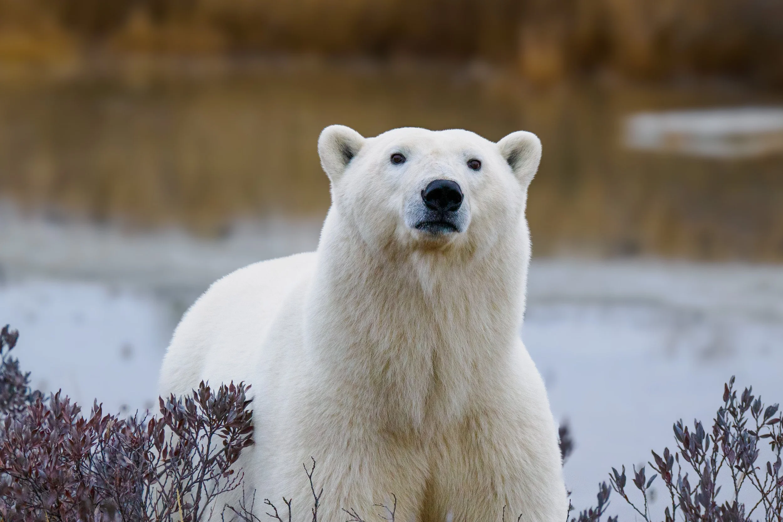 Along the West Branch (Polar bear — Opoyastin River, Hudson Bay) A cold winter afternoon near the west branch of the Opoyastin River. A young polar bear appears unexpectedly along the path, more curious than intimidated, inching closer with each step
