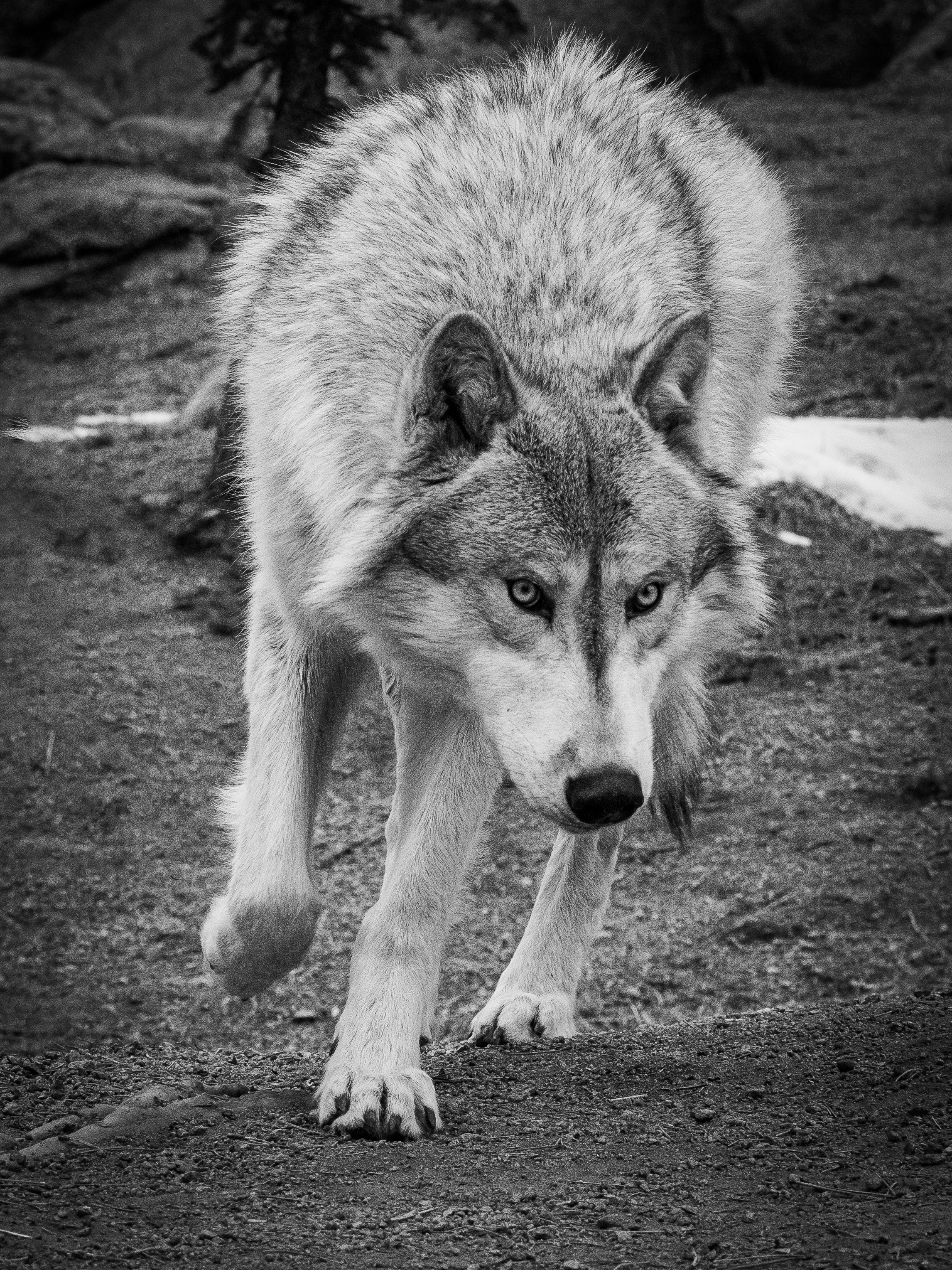 In the Company of Wolves : Colorado at a crossroad