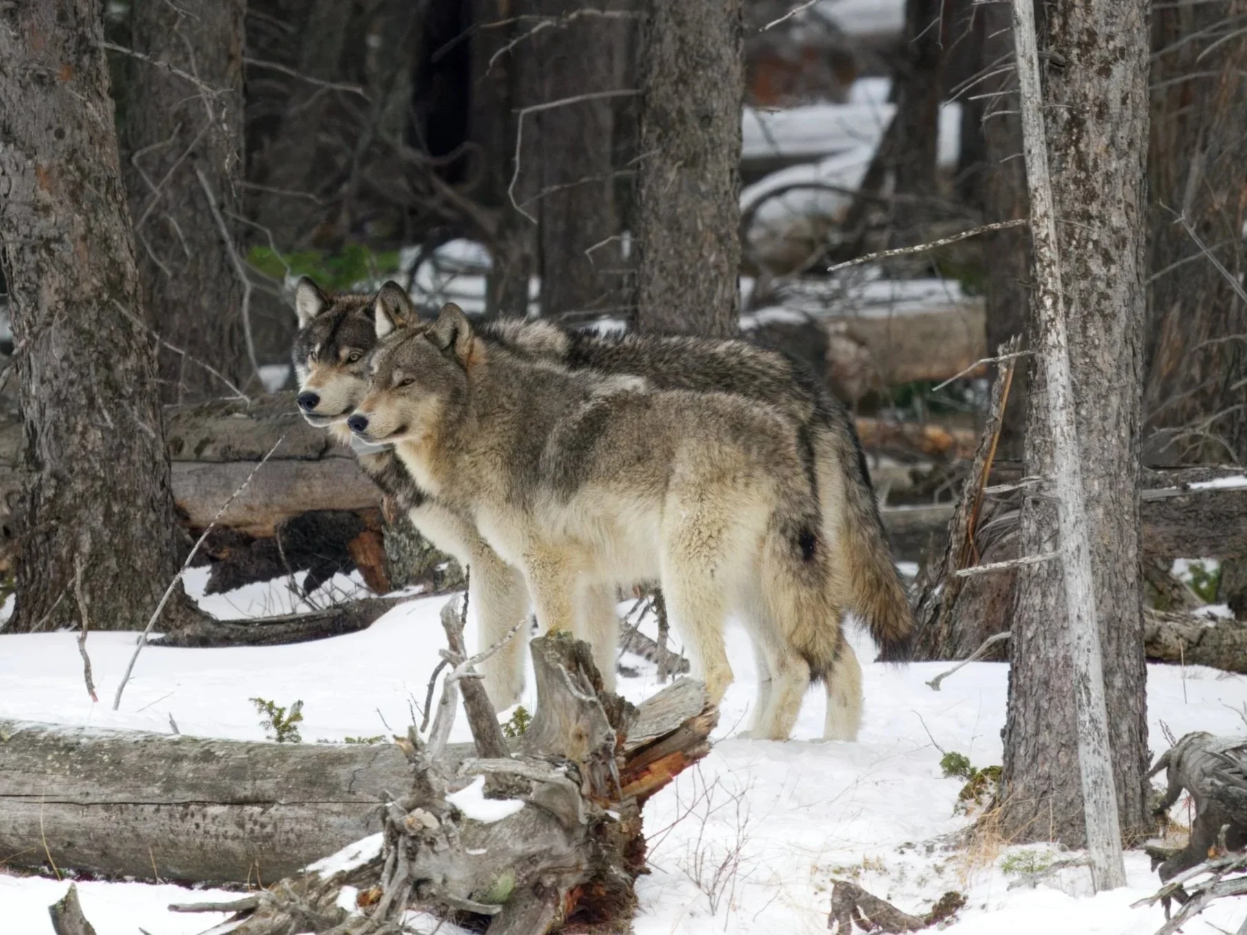 A pair of wolves from the Wapiti pack—one of Yellowstone’s largest, nearly 20 strong—intently keeping tabs on injured bison standing in the Madison River near sundown, just 100 yards away.  Taking down a full-grown bison is a huge risk for the pack, 