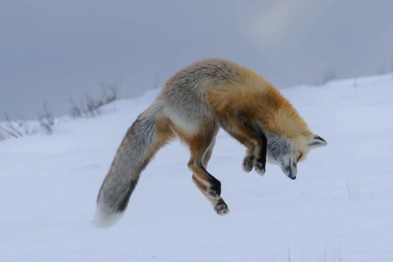 Mousing (Red Fox - Yellowstone Hayden Valley) Red foxes are master hunters. Incredible to watch, they pinpoint prey beneath the snow, tilting their heads to calibrate distance, testing the surface with careful paws.
Then they leap, "all in" does not 