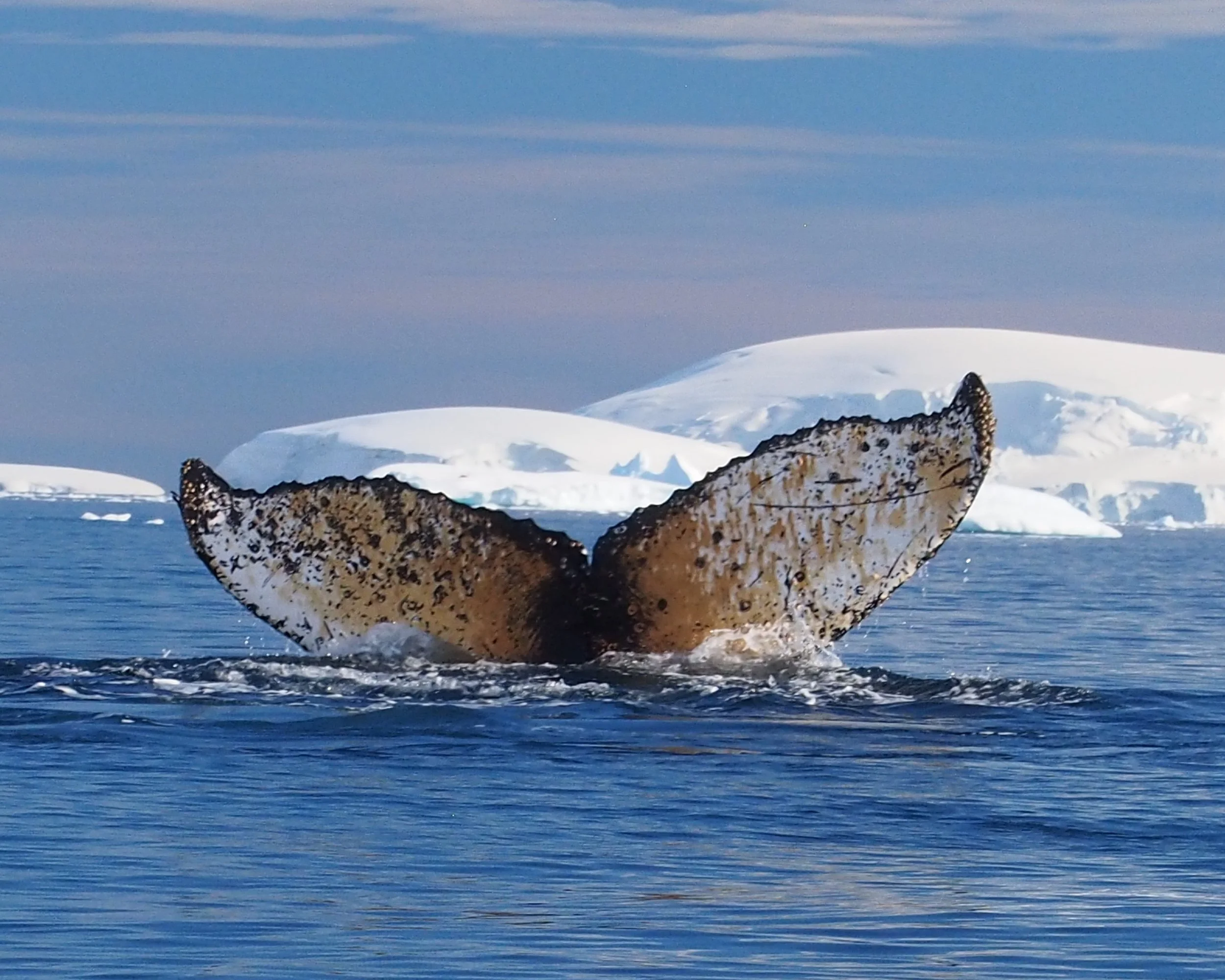 Before the DIve (Humpback Whale - Southern Ocean) A flash of color breaks the surface as a humpback whale submerges, its tail just visible against deep blue water. Snow-covered icebergs rise in the distance, filling the background.