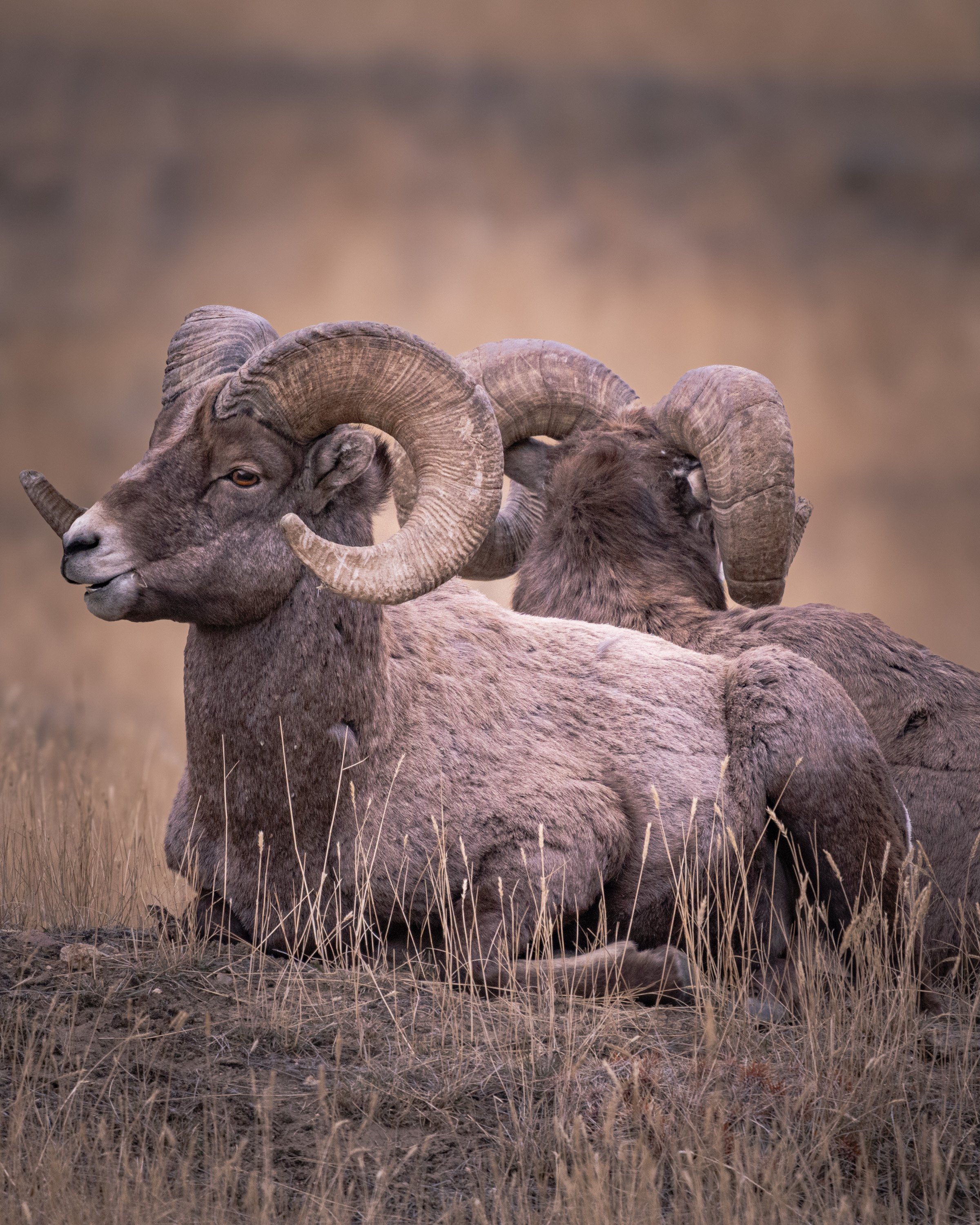 Reflections (Big Horn Sheep - Montana) Two large male rams sit back-to-back as if a reflection in the mirror, over looking a large heard of ewe's and young lambs at the base Gallatin Range in Montana.