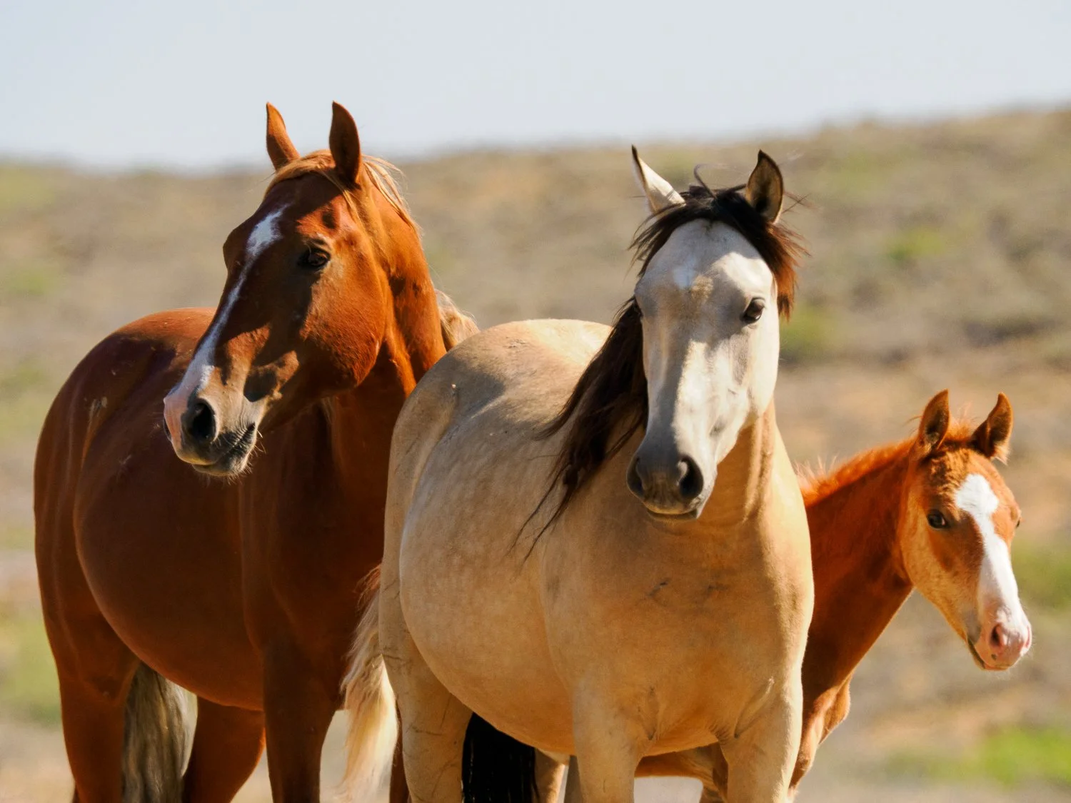 The Modern Family (Sand Wash Basin, CO) 
A mare stands with her foal and another member of the band in Colorado's high desert of Sand Wash Basin. The horses of today's West often come from many different lineages, yet the family bonds they form remai