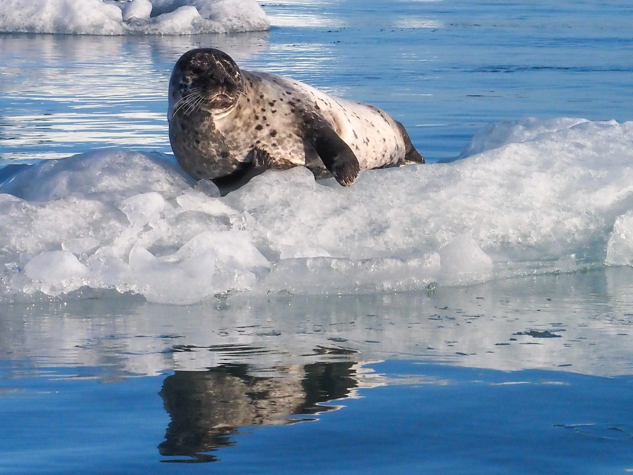Craig_iseli_HarborSeal_Iceland_2021_Cold_Nap.jpg