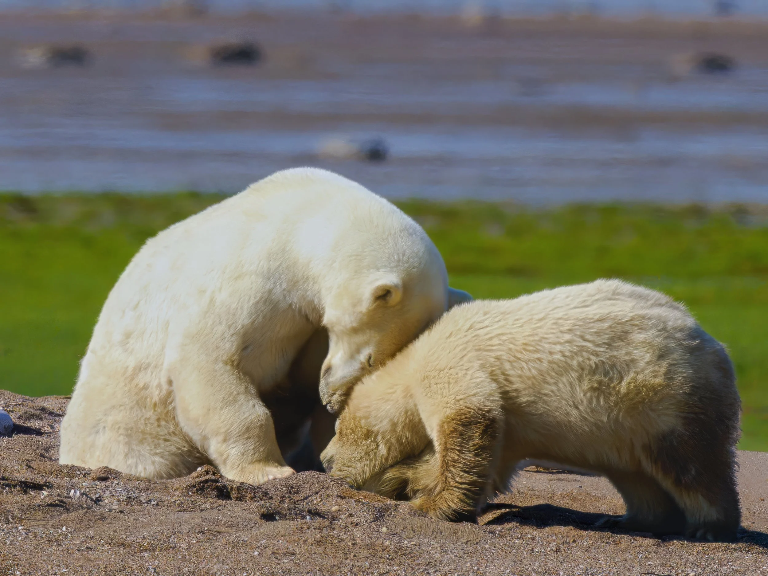 A Mother’s Love (Polar Bear — Hudson Bay - A young mother and her cub-of-the-year share a tender moment on a warm summer day along Hudson Bay. For a brief season, life is easier—the cold has retreated, food is less urgent, and there is time to rest i