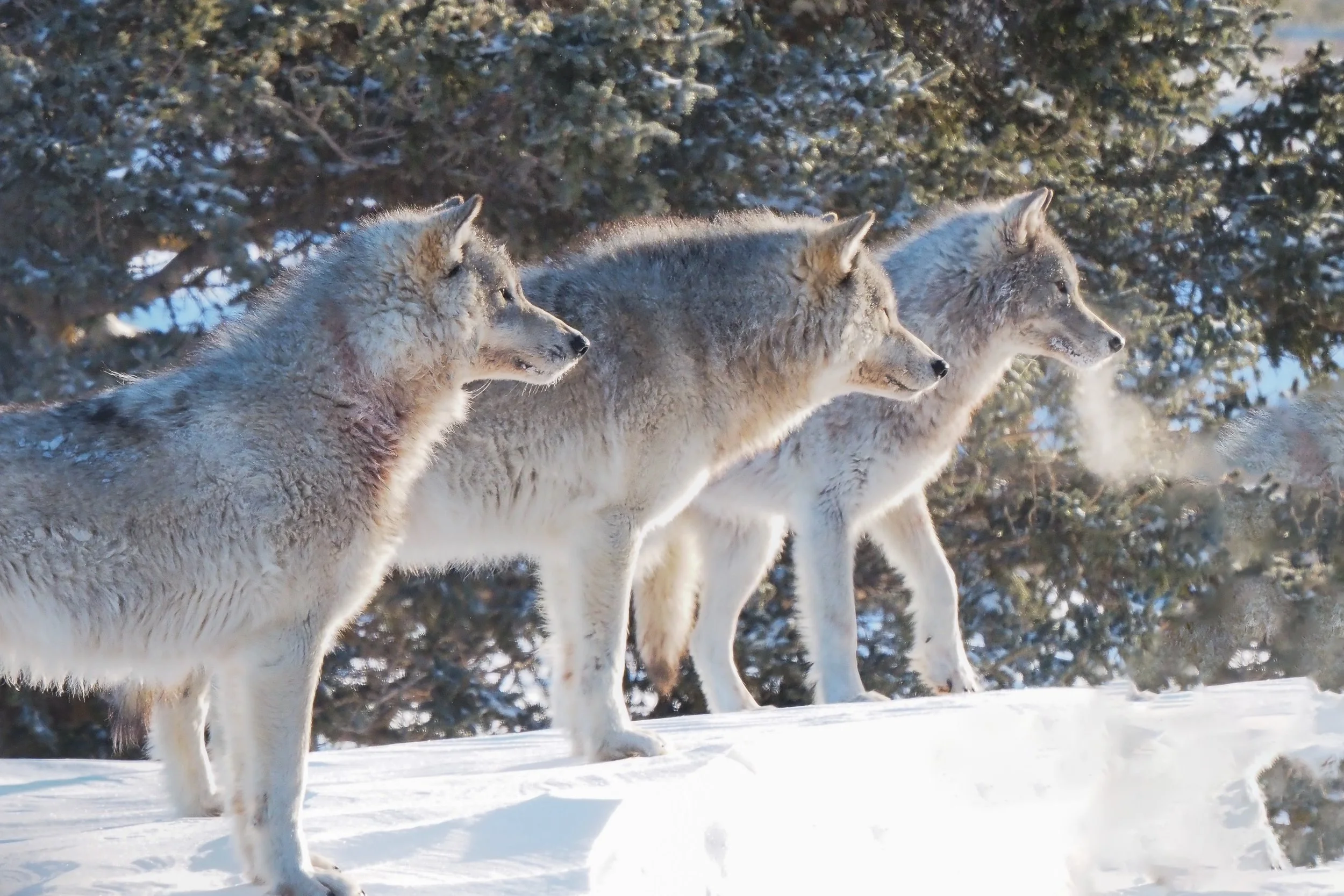 Three Brothers (Gray Wolves - Arctic) Three brothers stand side by side in the cold, their breath visible in the air as they pause together. For a moment, they hold their attention in our direction before turning back to join the pack.