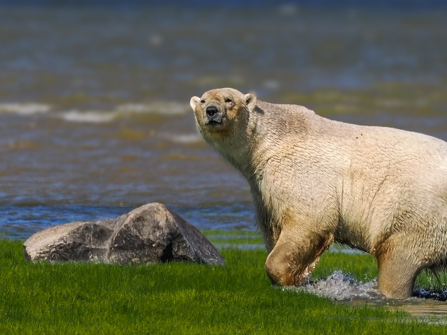 Time for a Dip (Polar Bear — Hudson Bay)  This large male polar bear wades through the tidal pools along the shore of Hudson Bay. During the warmth of the Arctic summer, the cool water offers some relief from the heat.