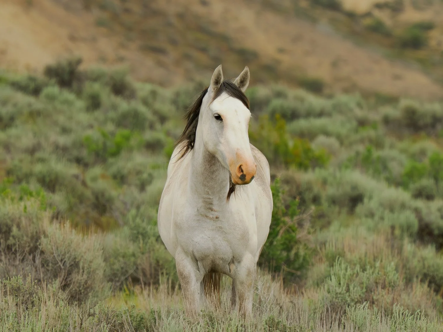 The White Horse (Sand Wash Basin, CO)
A near-white horse stands out against the bright spring sage of Sand Wash Basin. Its lineage is impossible to know with certainty among today's wild herds of the West. Yet the beauty of the animal and its connect